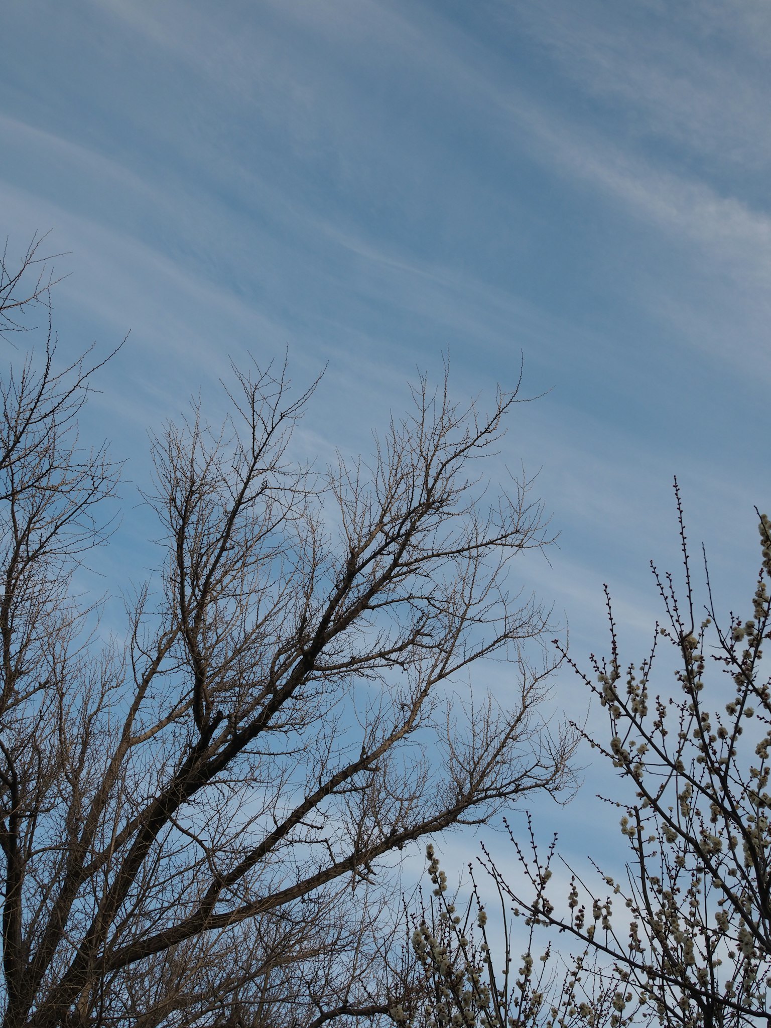Silhouette von Bäumen mit dünnen Ästen vor einem blauen Himmel
