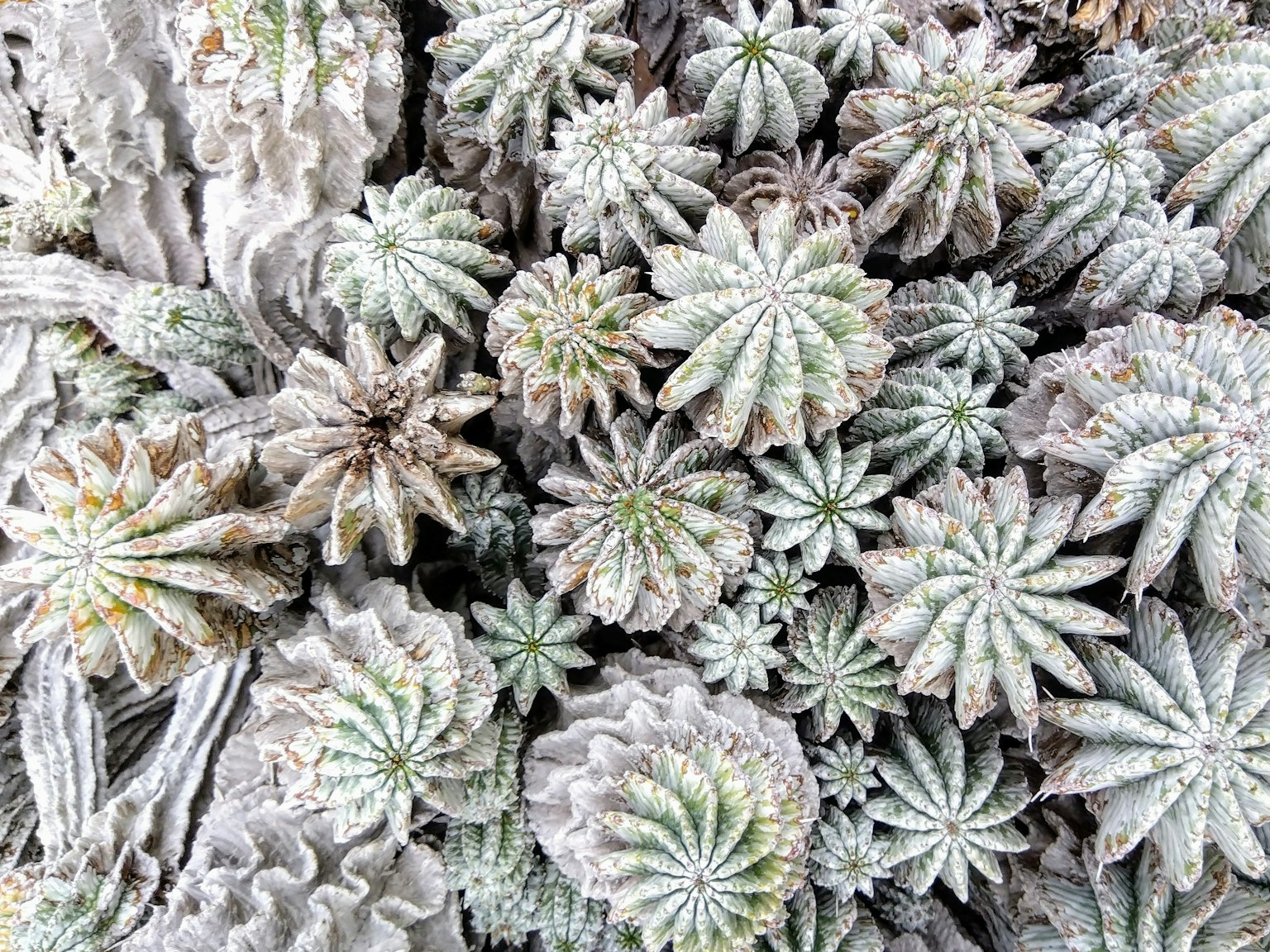 Primo piano di varie forme e colori di piante grasse