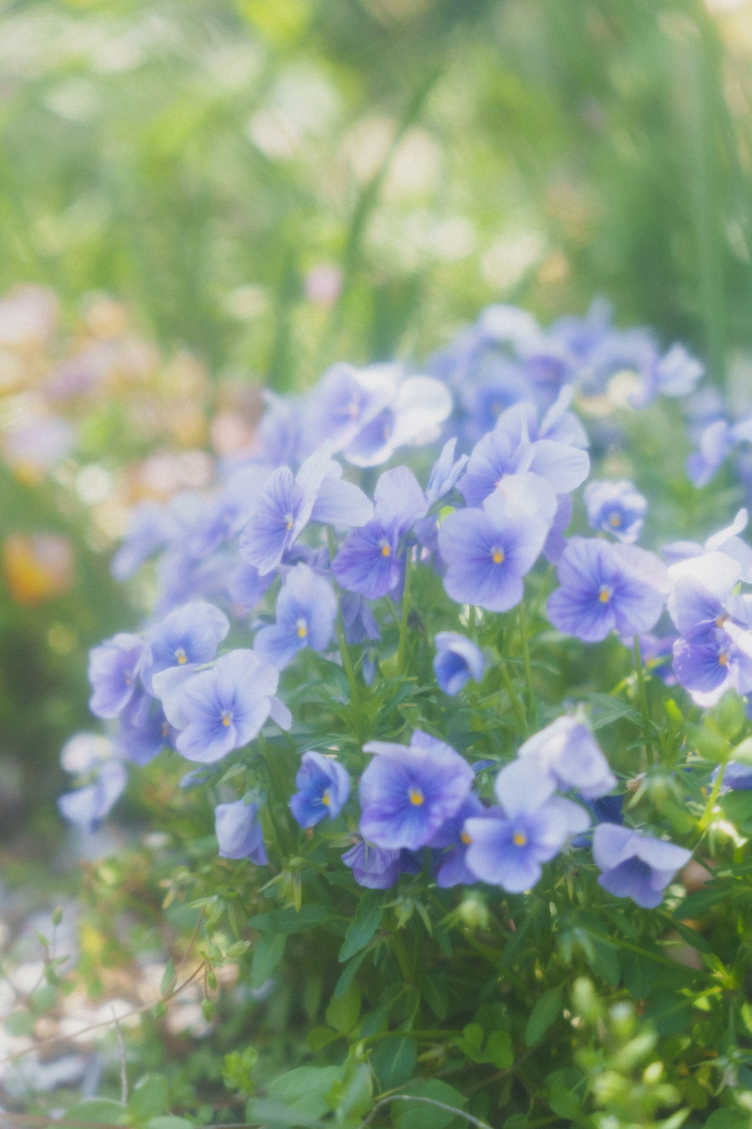 Un bellissimo aiuola di fiori con fiori viola in fiore