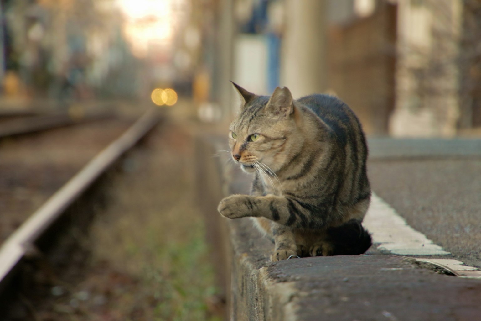 一只棕色条纹猫在火车站台上走
