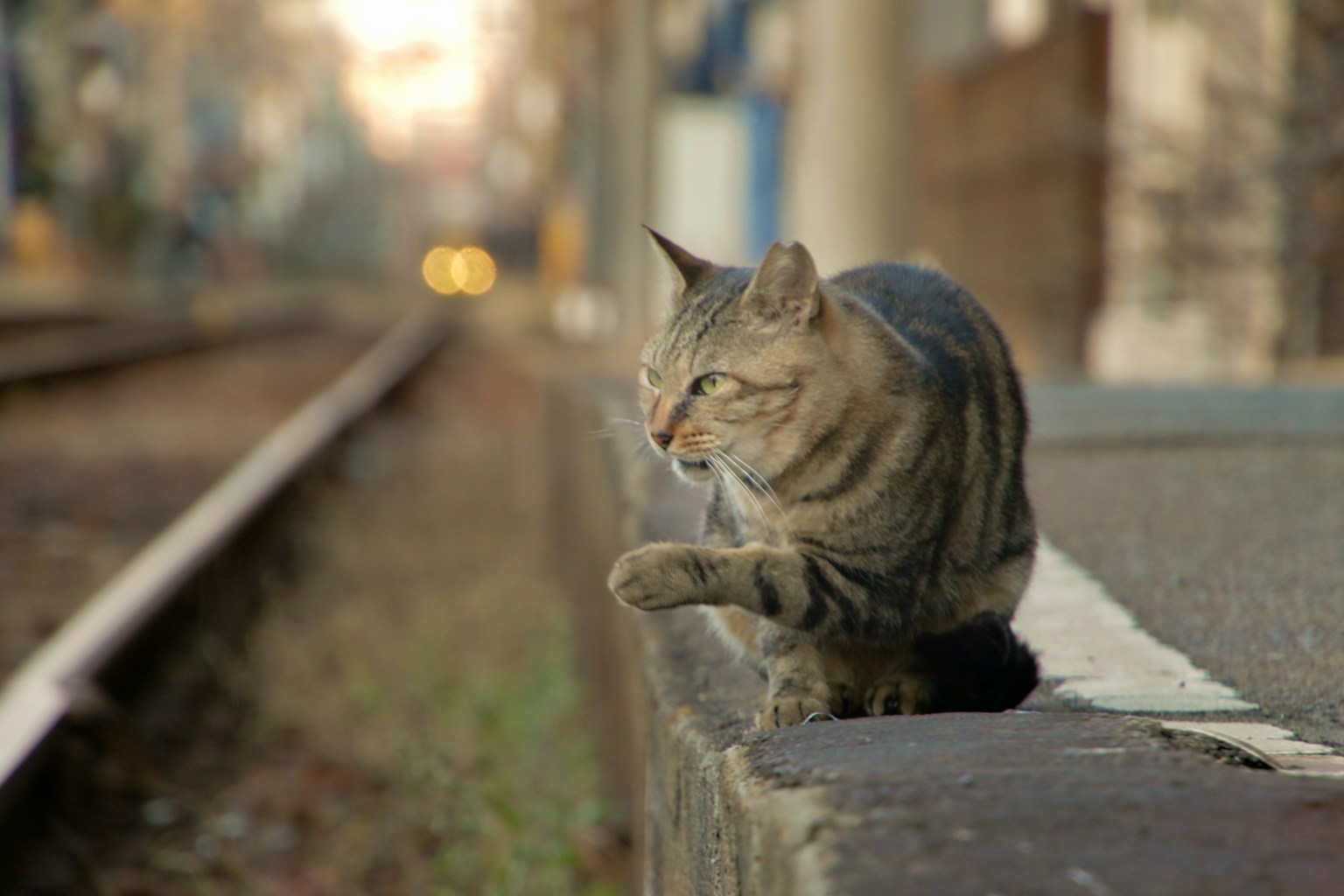 Un chat tigré brun marchant sur un quai de train