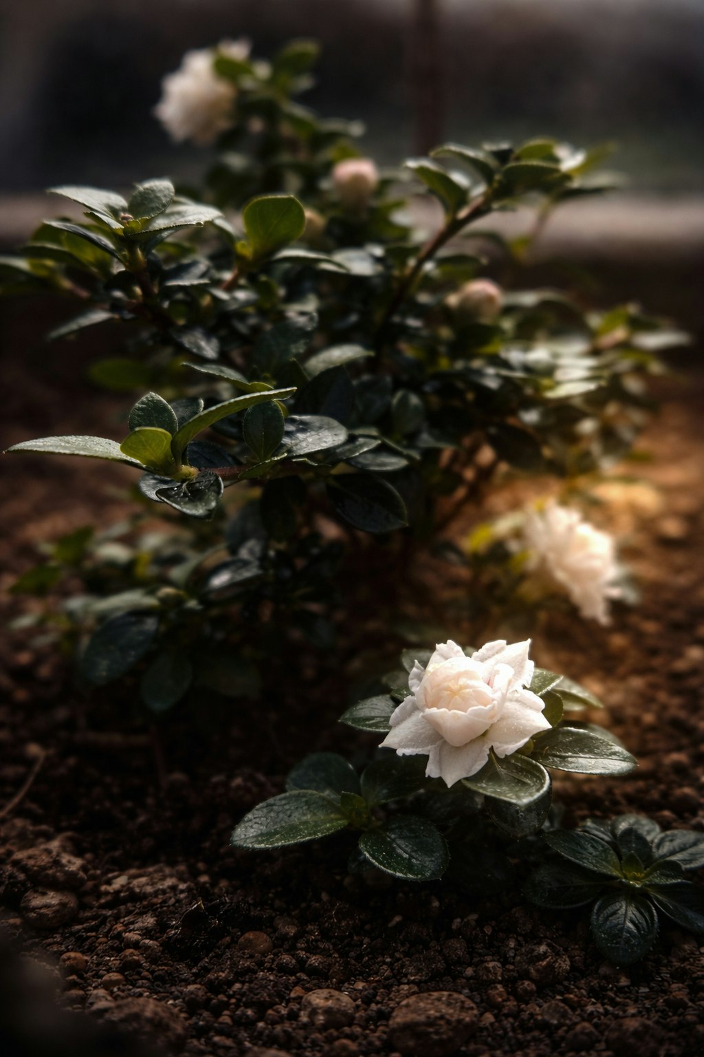 土の上に咲く白い花とつぼみのある低木