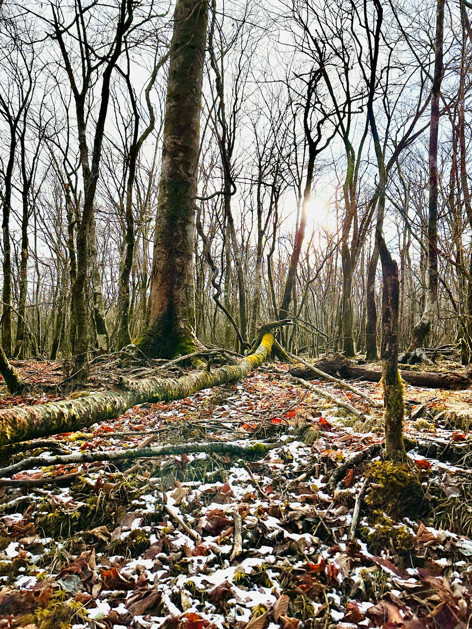 Schneebedeckter Waldboden mit gefallenen Blättern und Baumstämmen