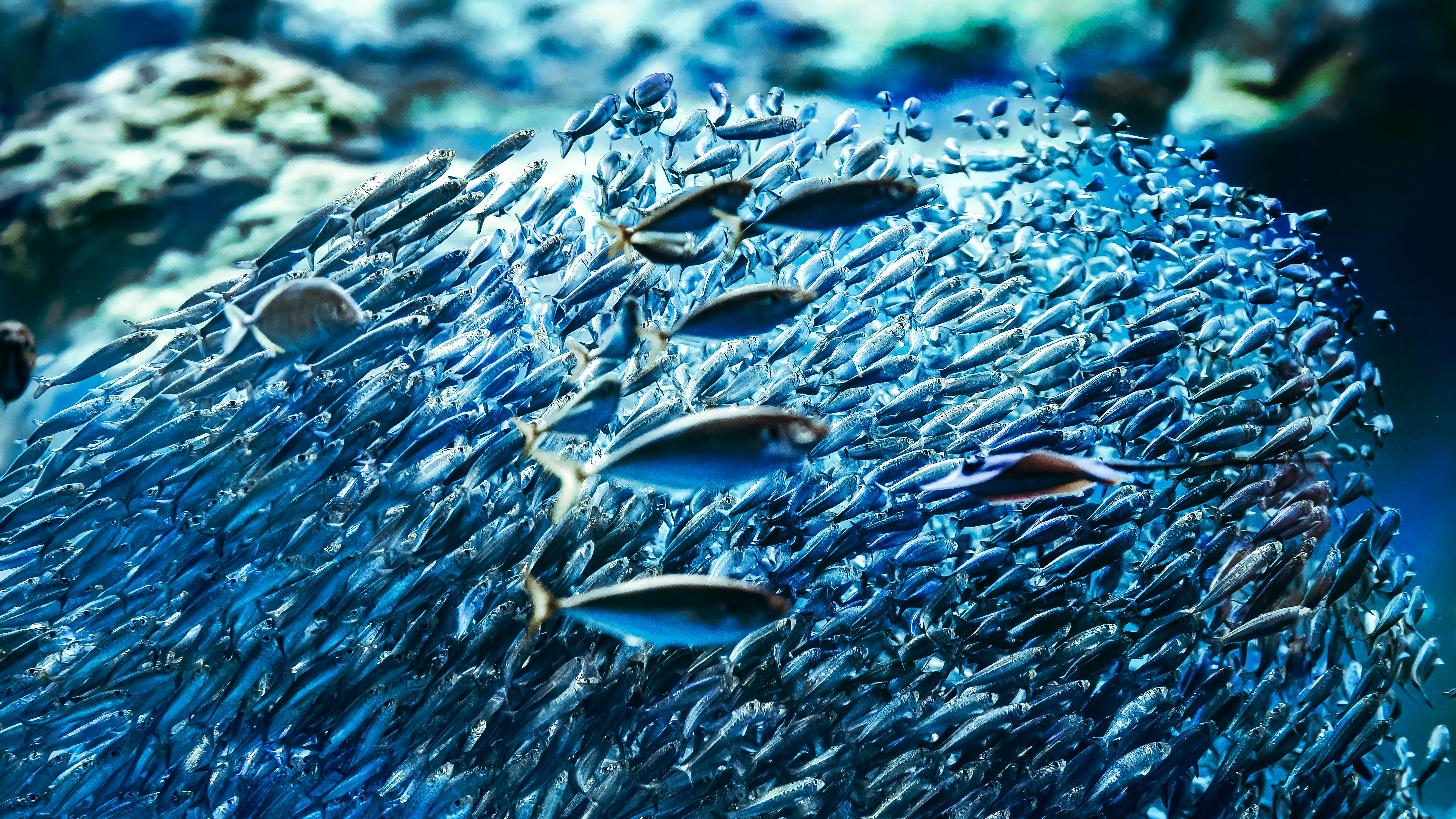 水下成群游動的魚群圖片