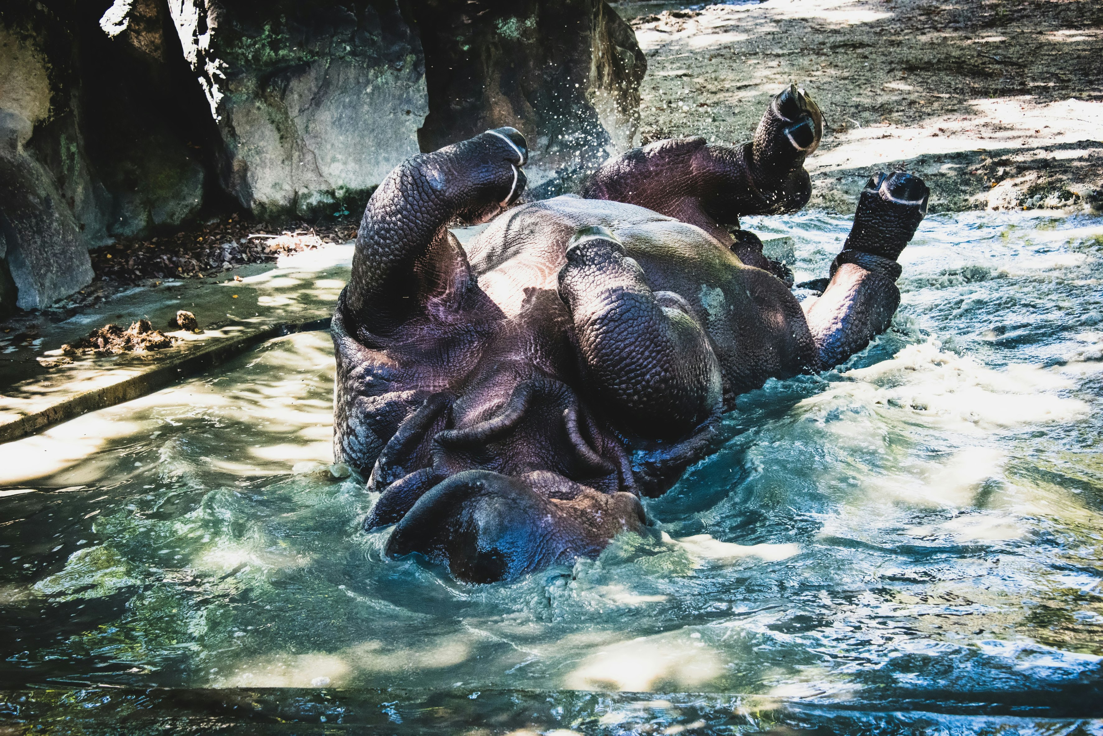 東山動植物園のインドサイが水辺で横たわる姿