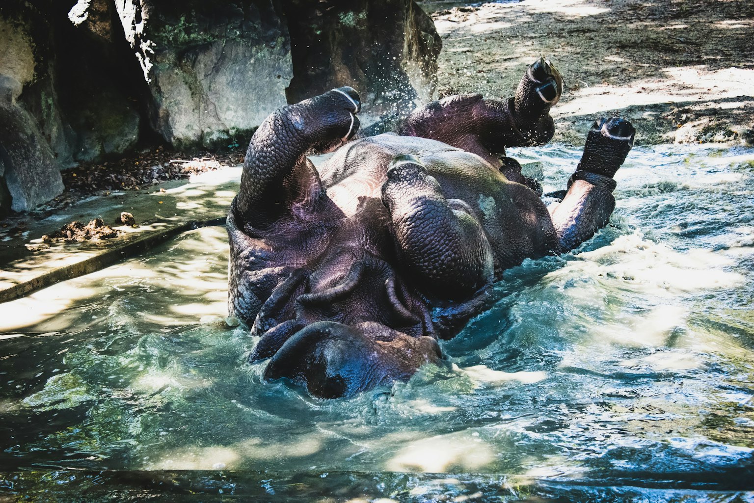 Un hippopotame flottant dans l'eau sur le dos