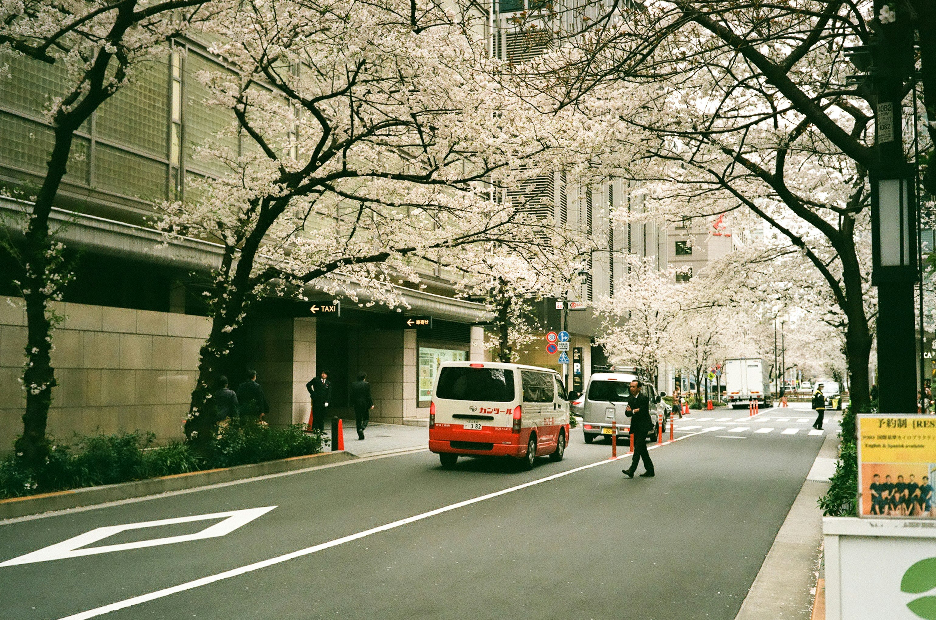桜並木のある都心の道路を走るバスと歩行者の風景