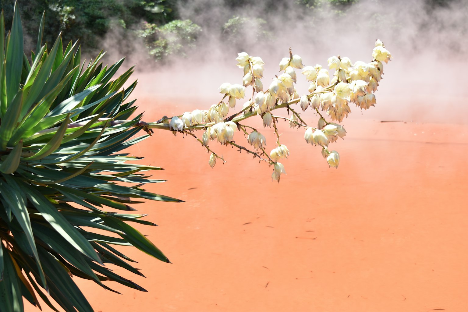 A branch with white flowers against an orange hot spring background