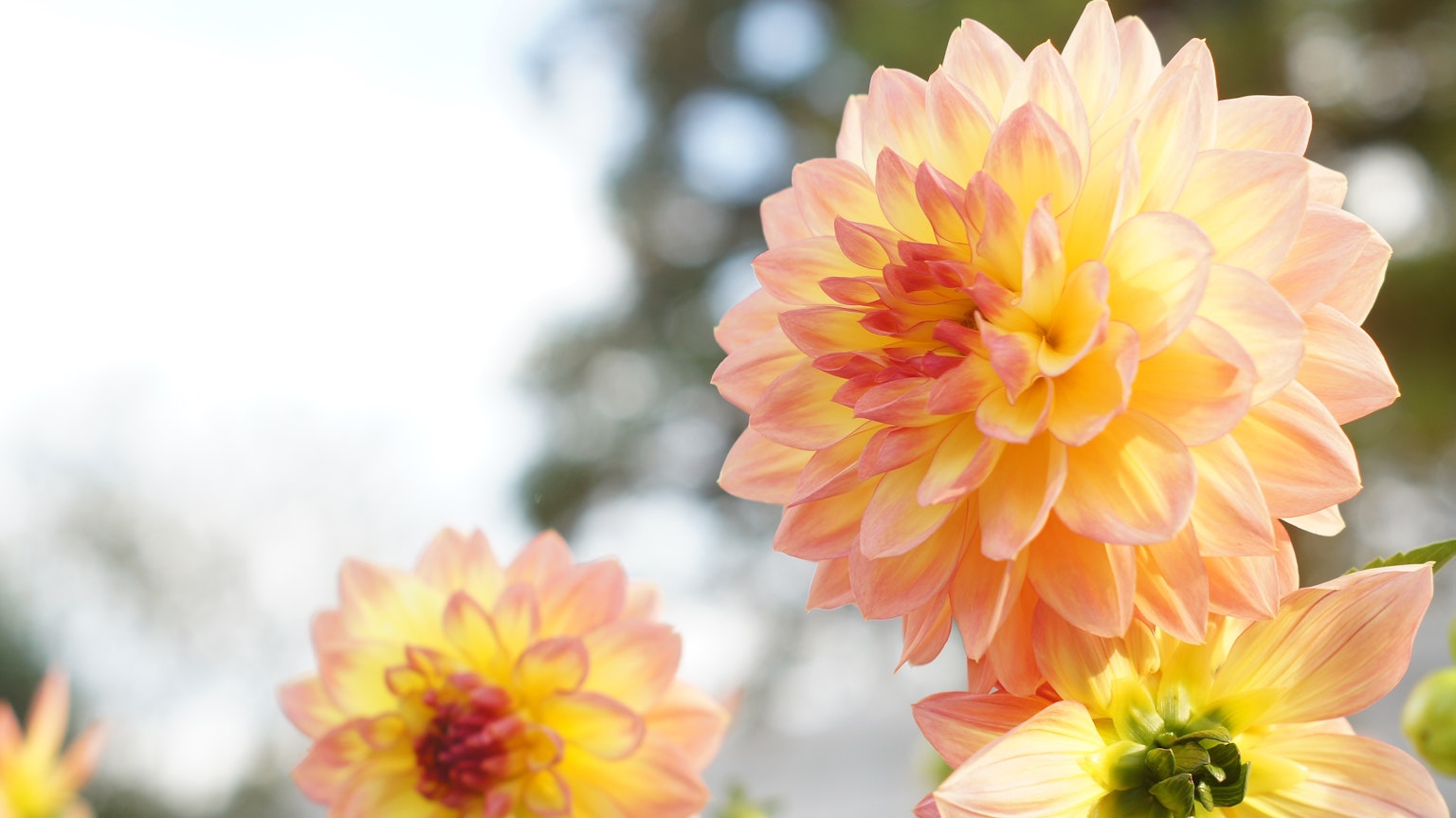 Hoa dahlia màu cam và vàng rực rỡ đang nở