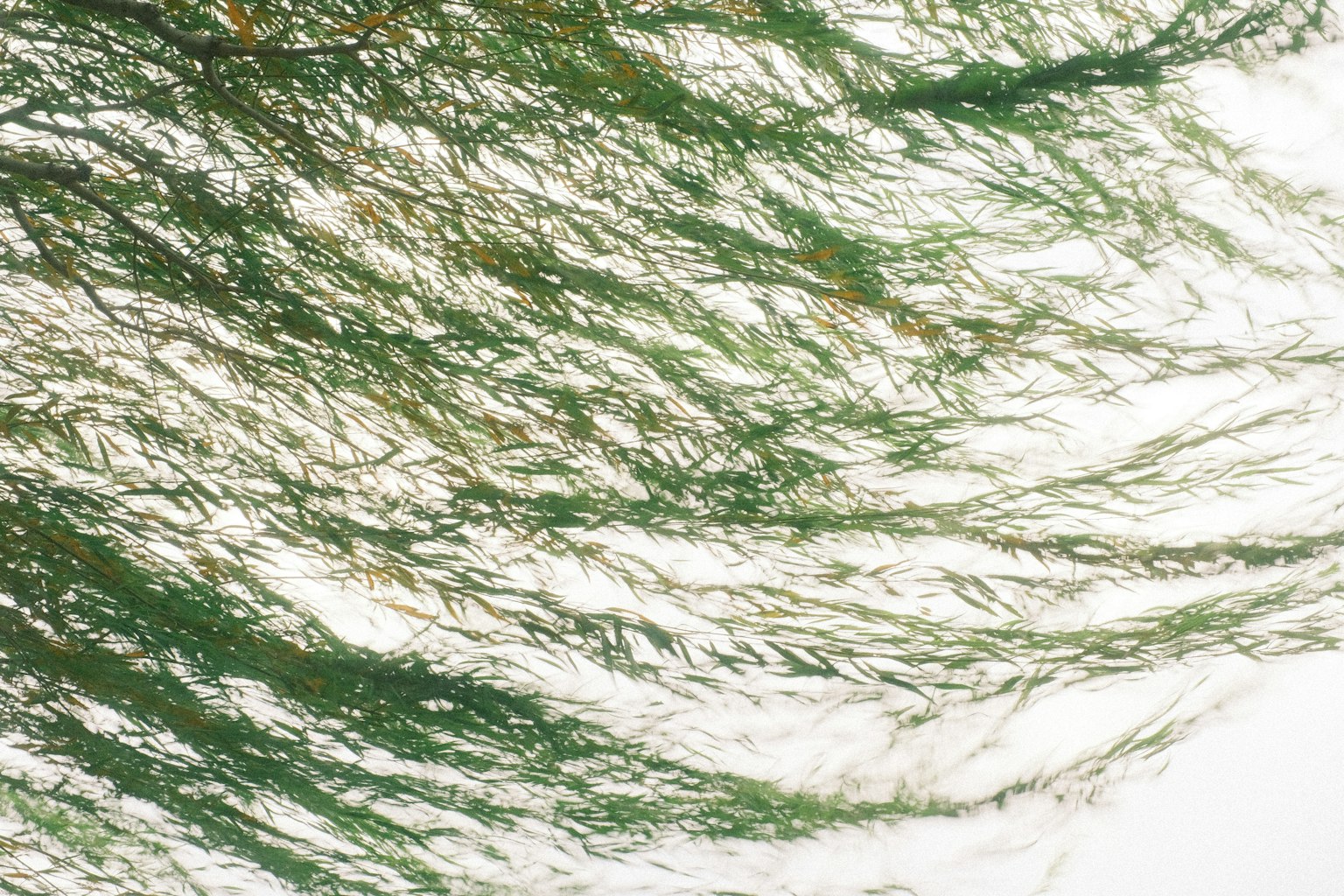 長綠色植物在白色背景上流動