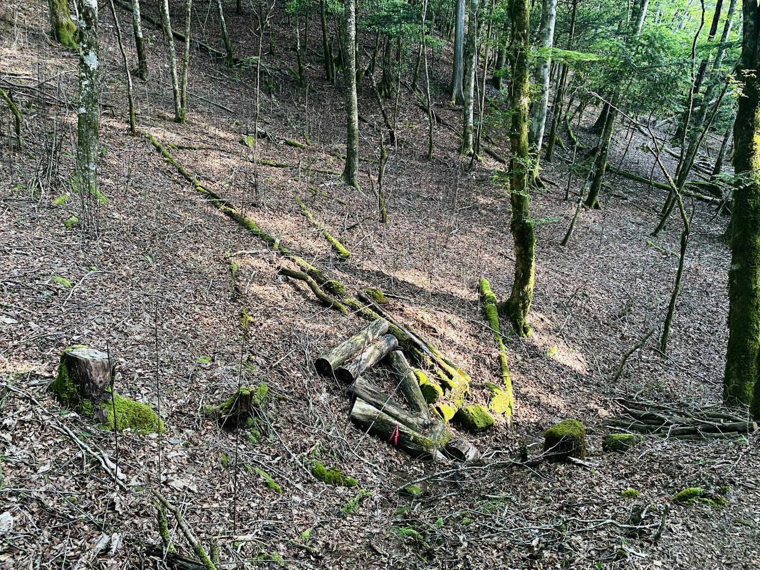 Paesaggio forestale circondato da alberi verdi Terreno coperto di foglie e ceppi d'albero