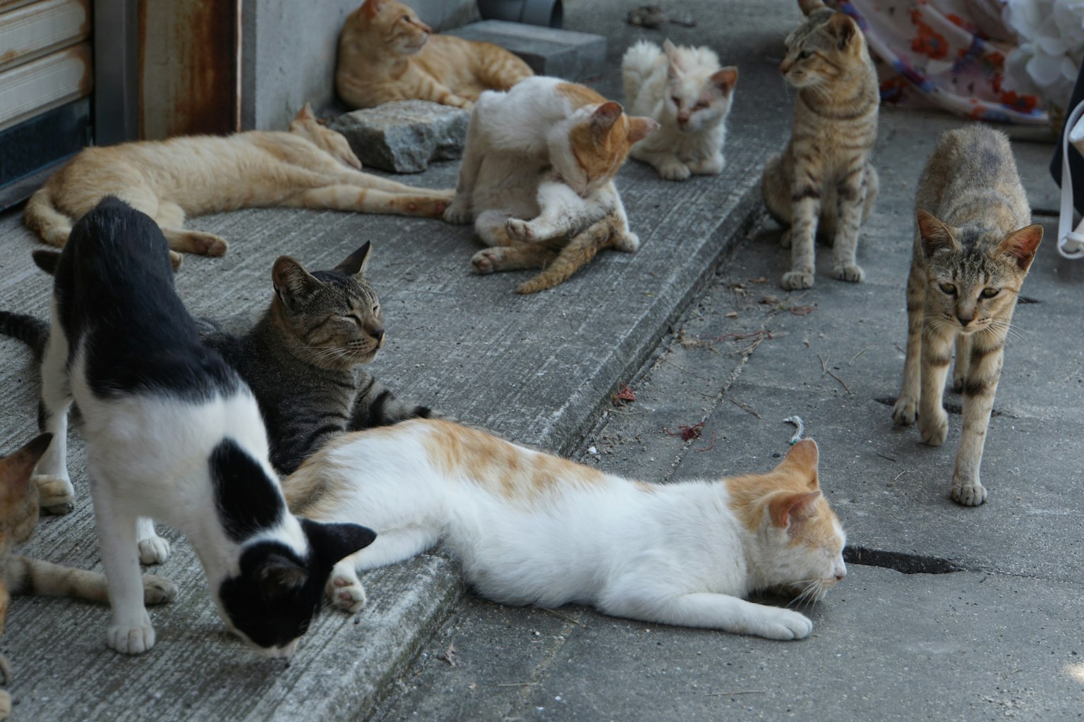Eine Szene mit mehreren Katzen, die sich an einer Straßenecke entspannen und spielen