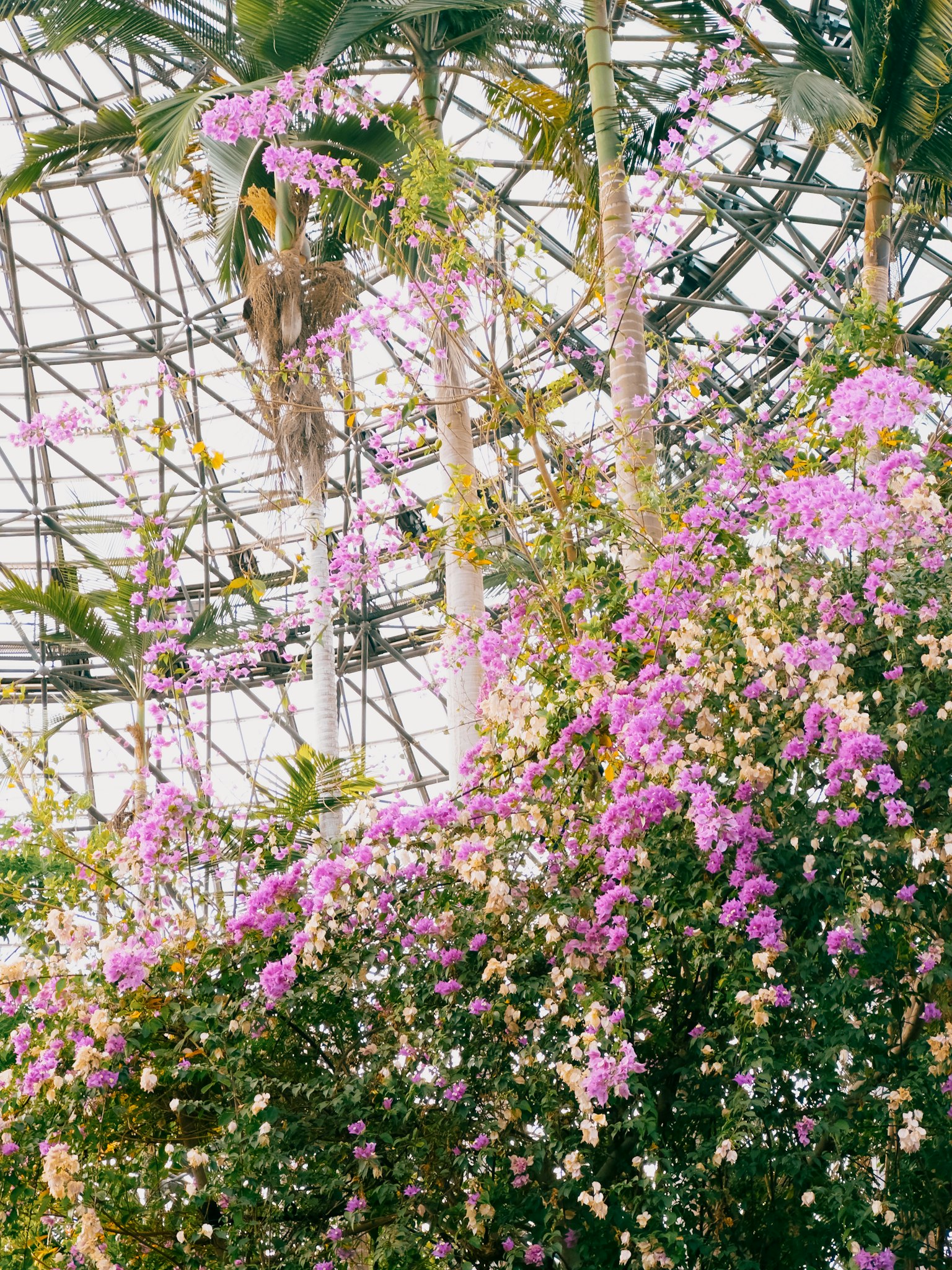 温室内の紫色の花が咲いている植物