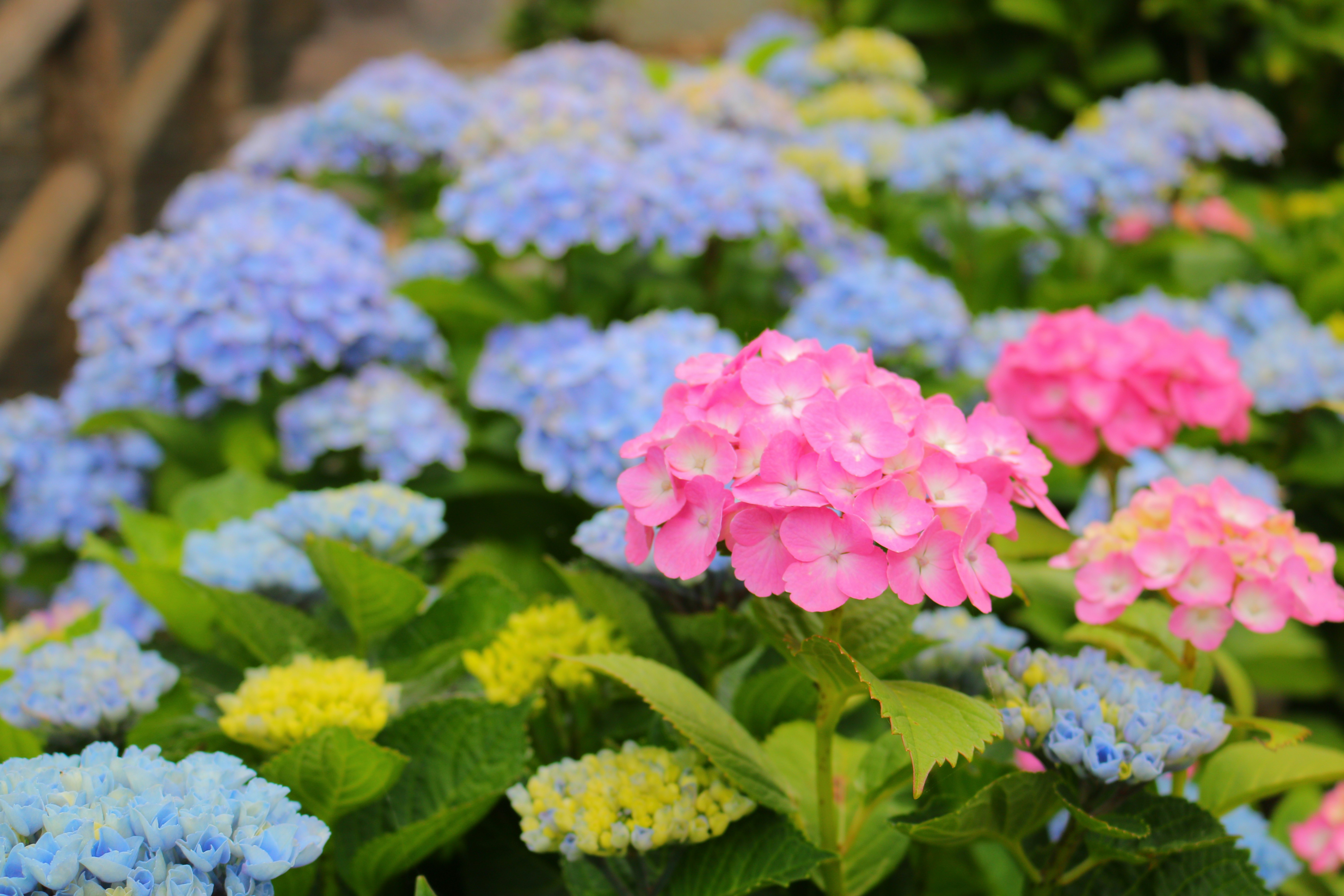 五彩绣球花盛开花坛