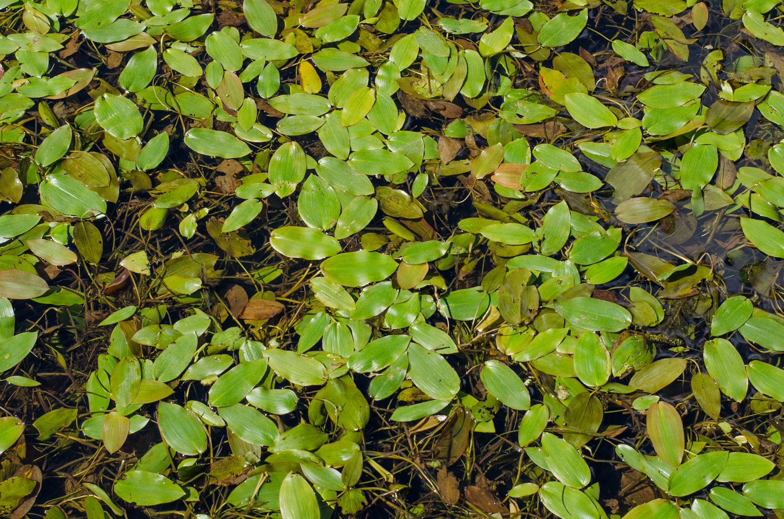 Kumpulan daun hijau yang padat mengapung di permukaan air