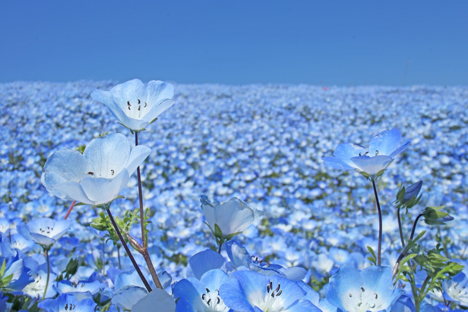 美麗的藍花田景觀
