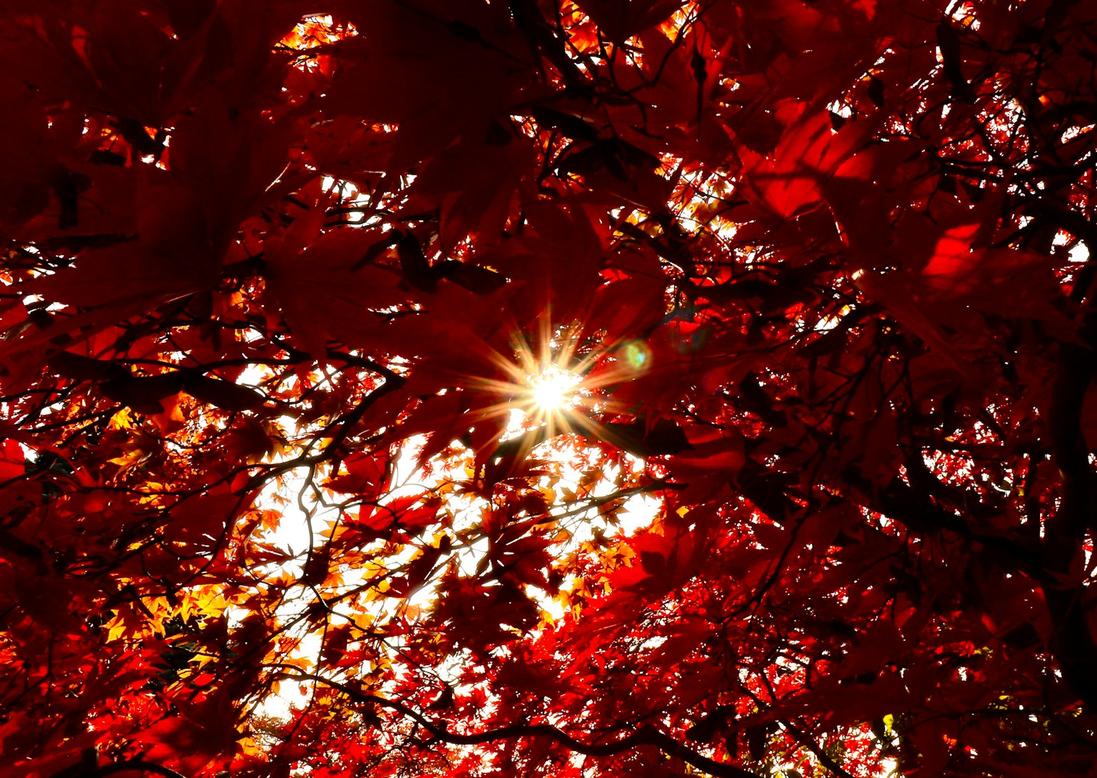 被紅葉包圍的閃亮太陽