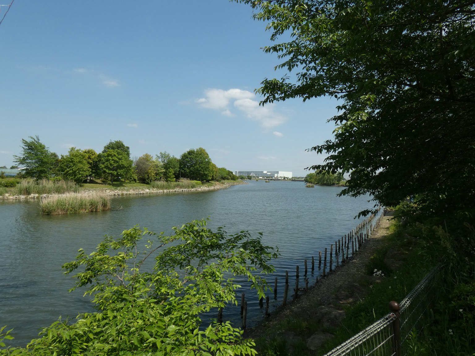 A sunny day by the river with lush green trees