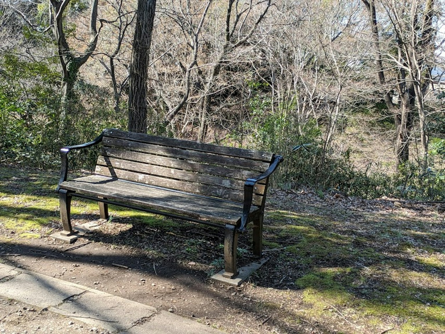 Banco de parque rodeado de árboles