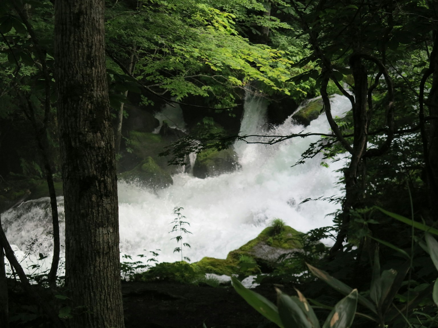 Air terjun putih mengalir melalui hutan hijau lebat dengan suara air