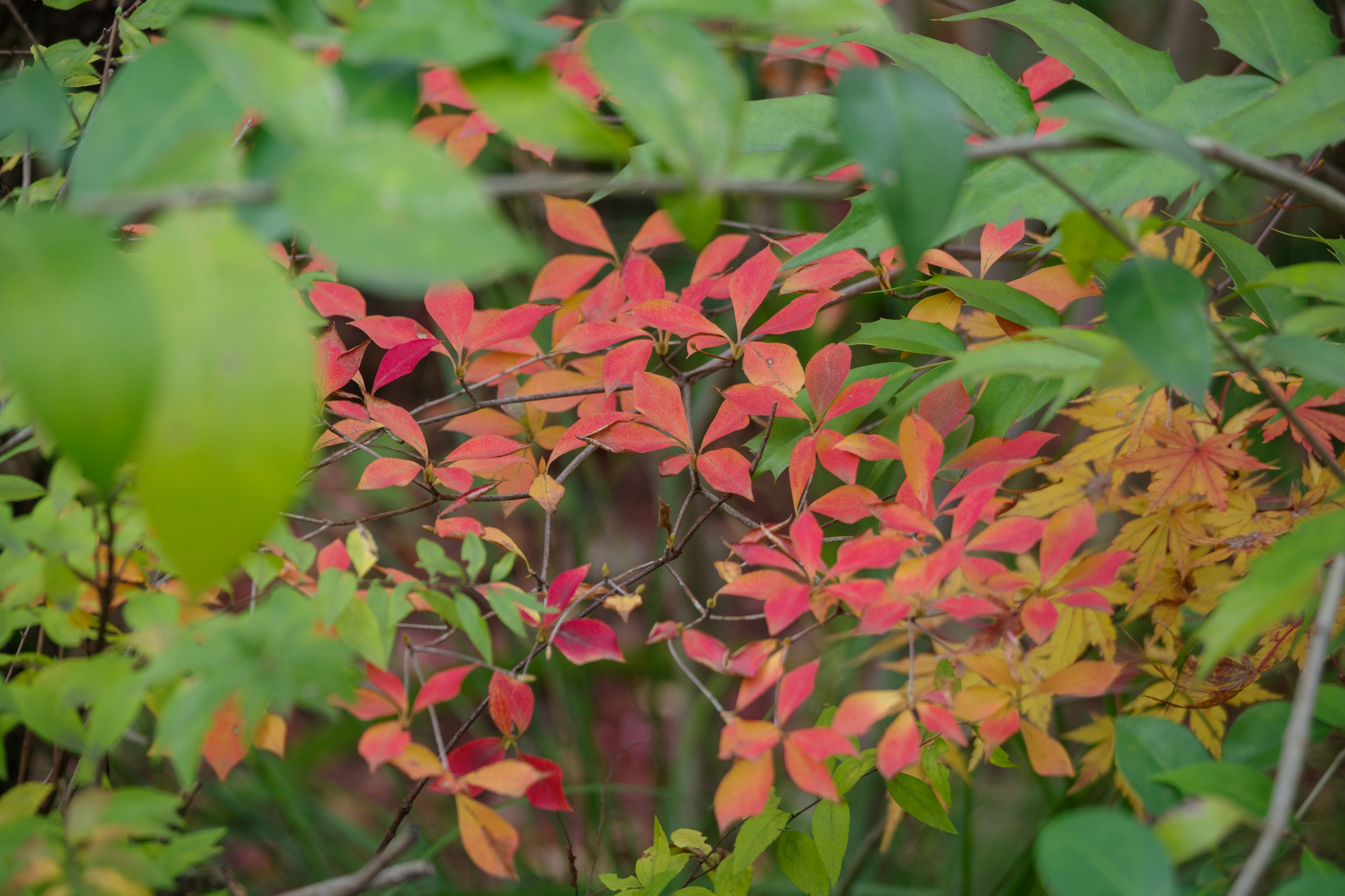 赤と緑の葉が重なる花壇の低木