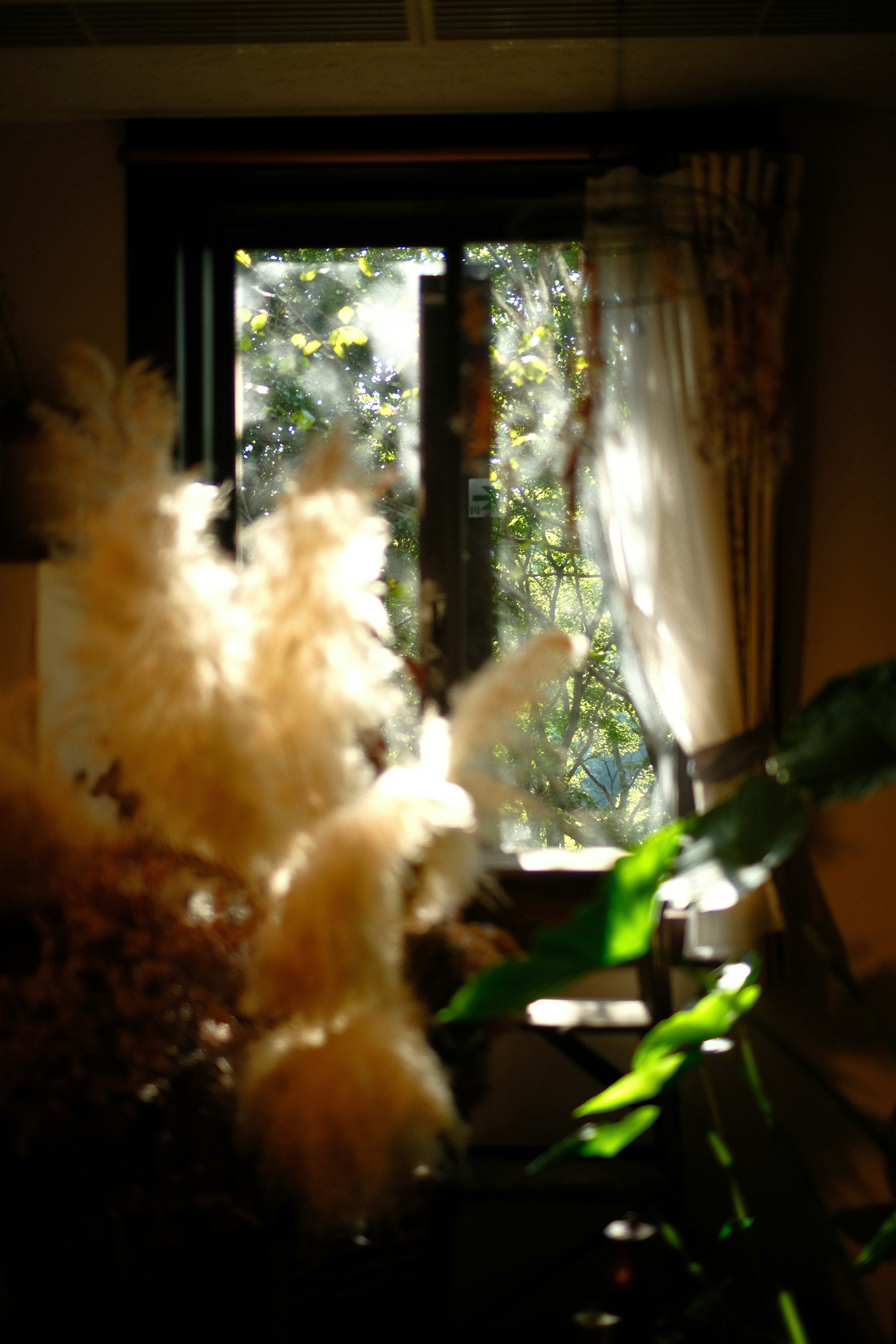Ambiente interior con una planta en maceta junto a una ventana y luz suave