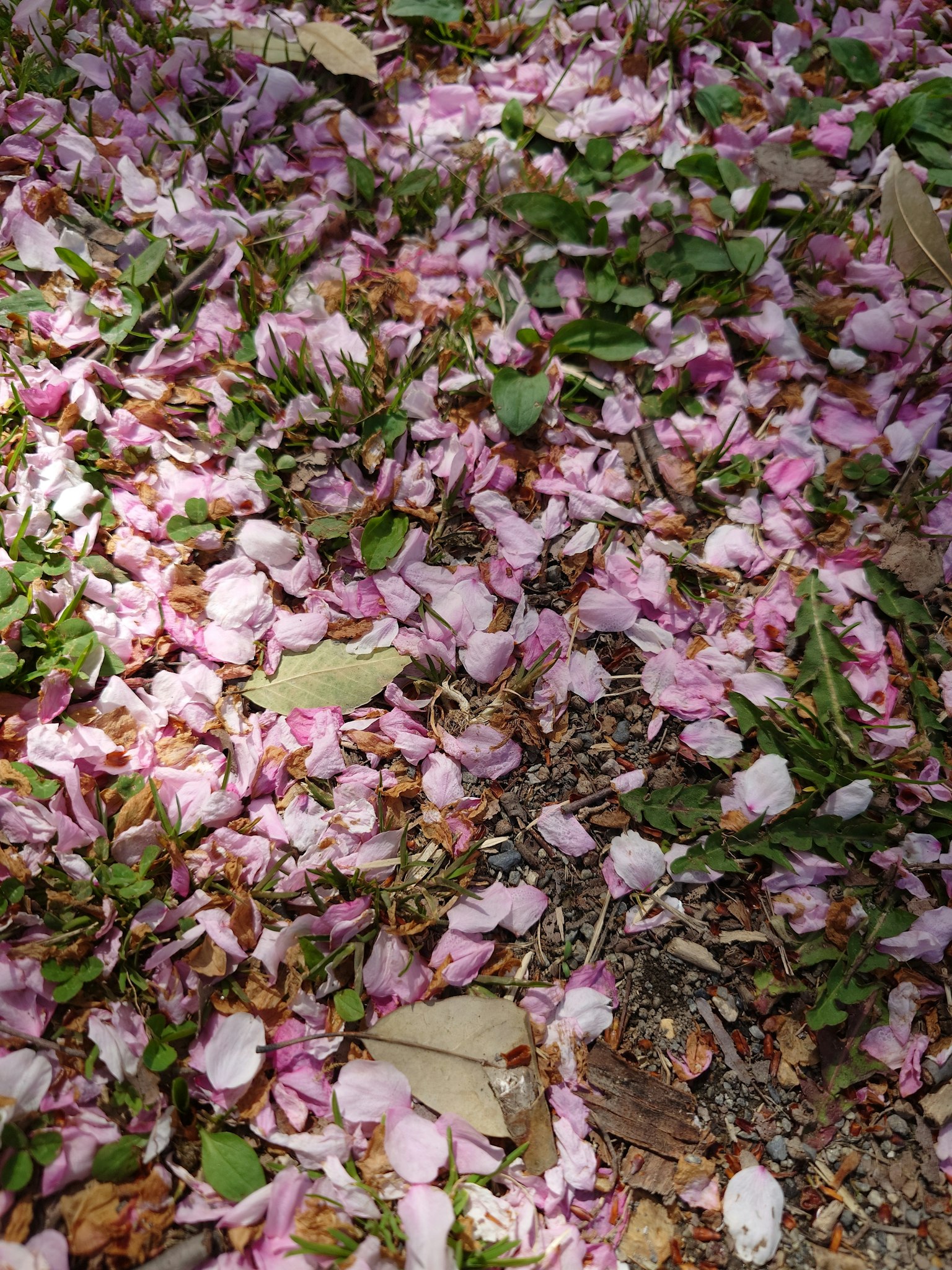 Petals bunga merah muda pucat dan daun hijau yang tersebar di tanah