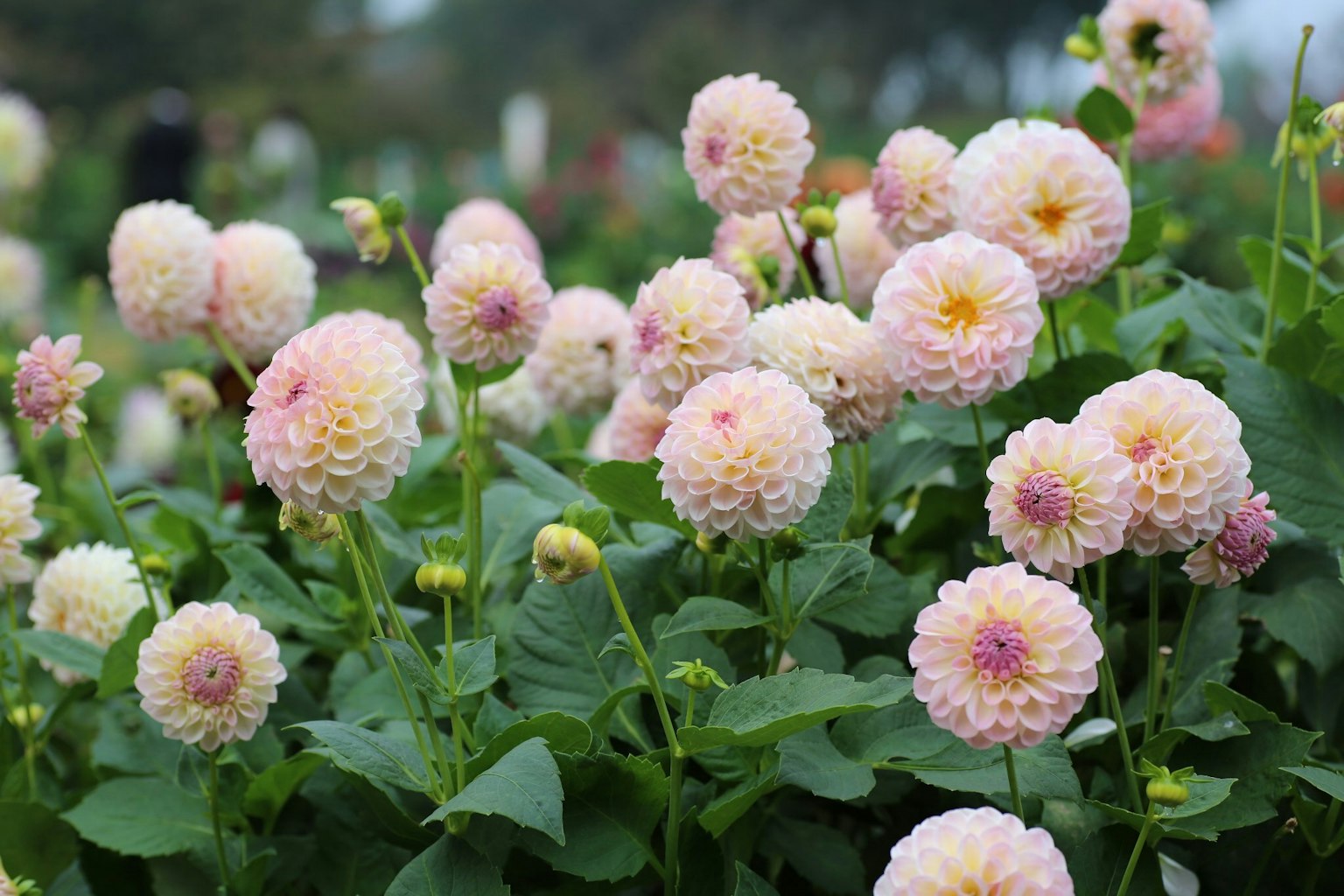 Kumpulan dahlia merah muda pucat yang sedang mekar