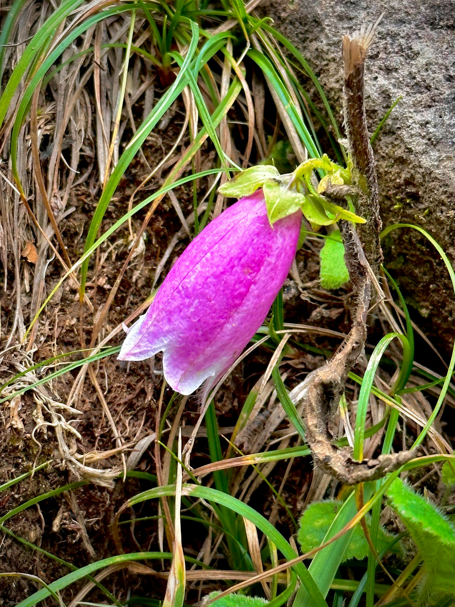 Fiore a forma di campana di colore viola che fiorisce tra l'erba