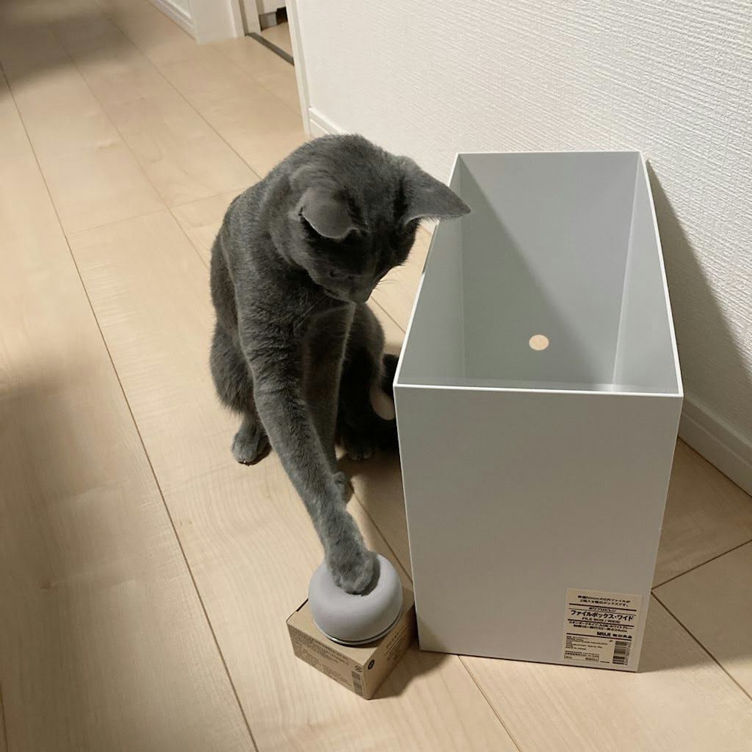 Graue Katze, die mit einer weißen Box und einem kleinen Objekt interagiert