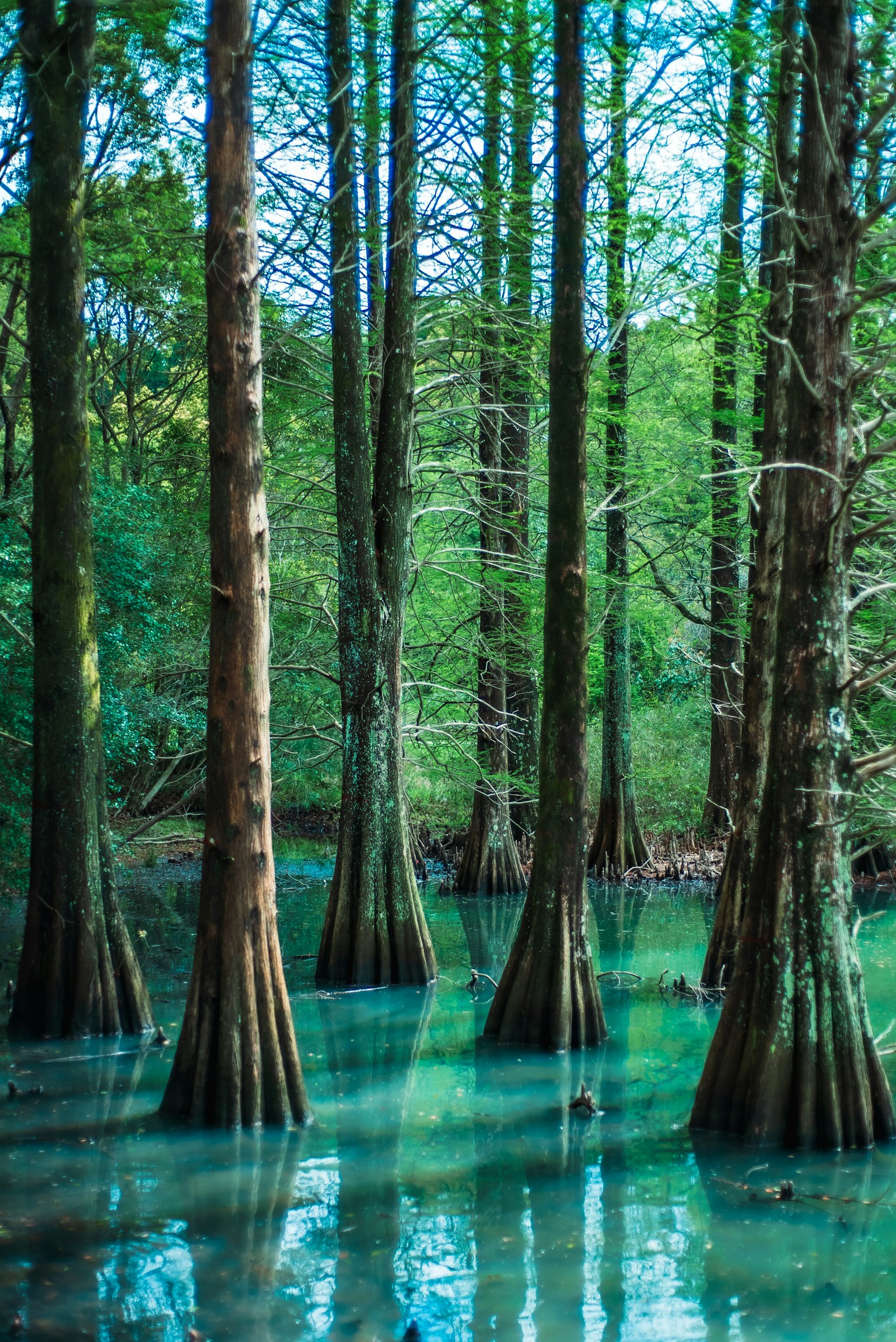 Vista escénica de árboles altos reflejándose en agua tranquila rodeada de vegetación exuberante