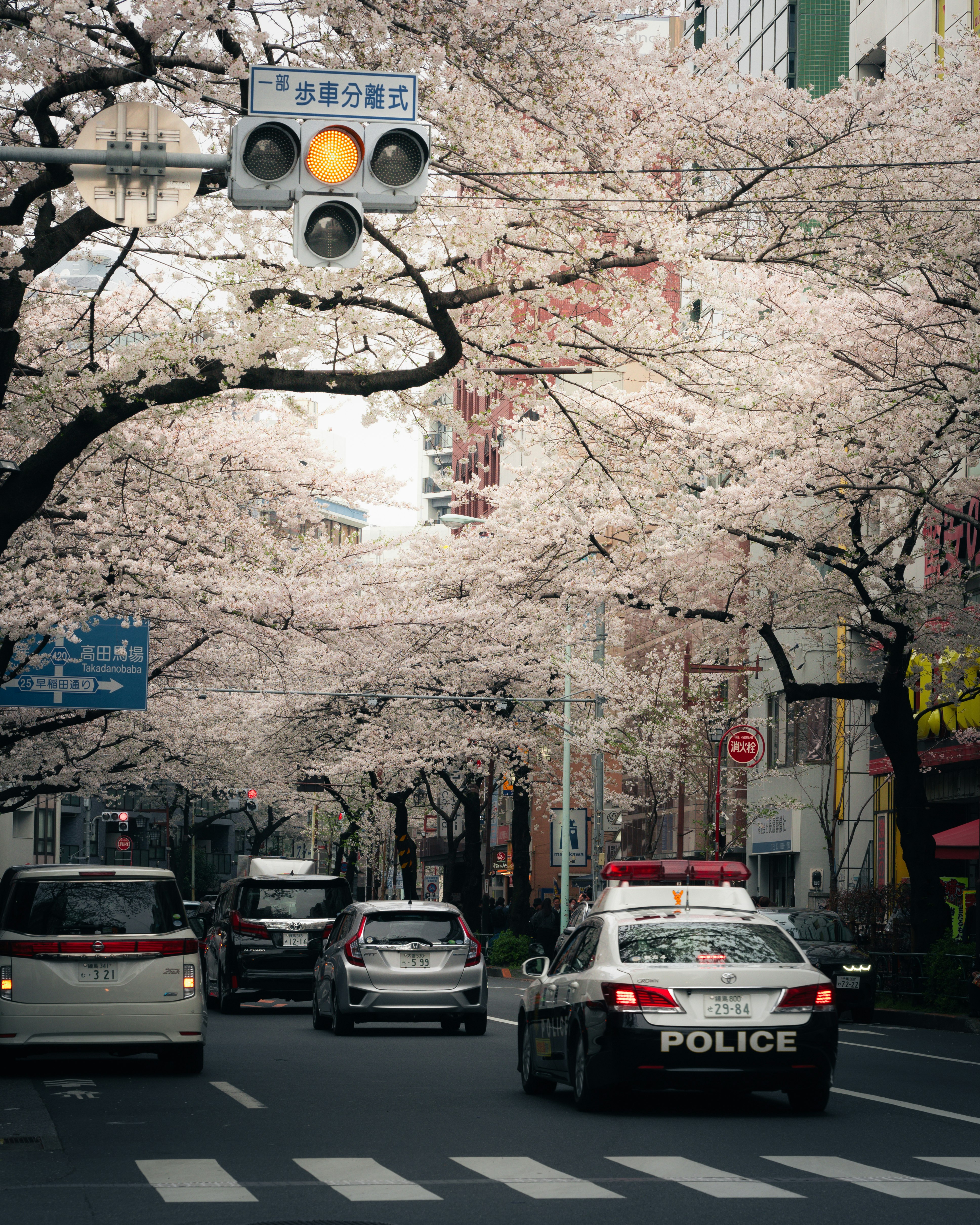 桜並木のある東京の街路で信号機と車が走る風景