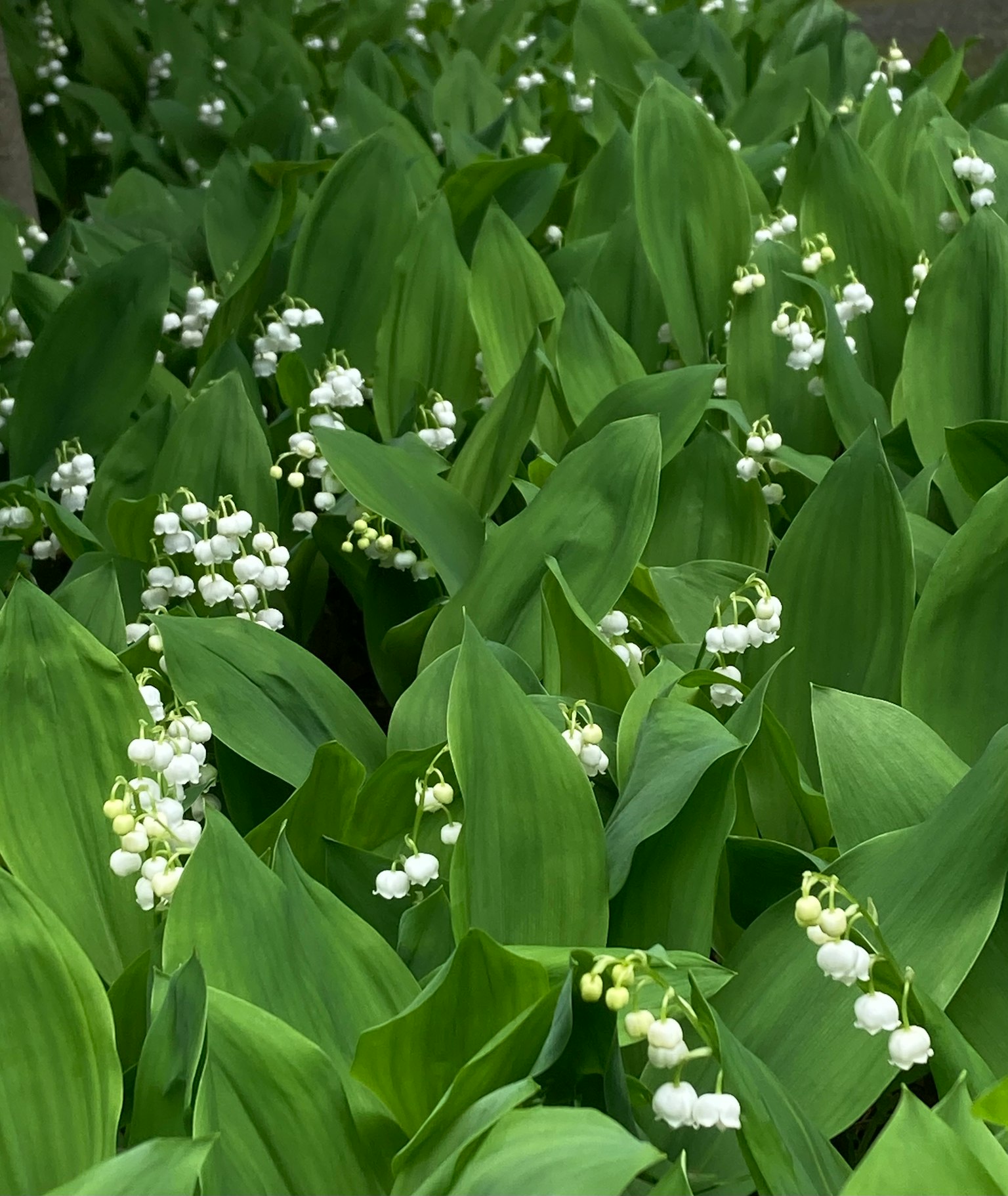 Una fitta vegetazione verde con mazzi di piccoli fiori bianchi a forma di campana