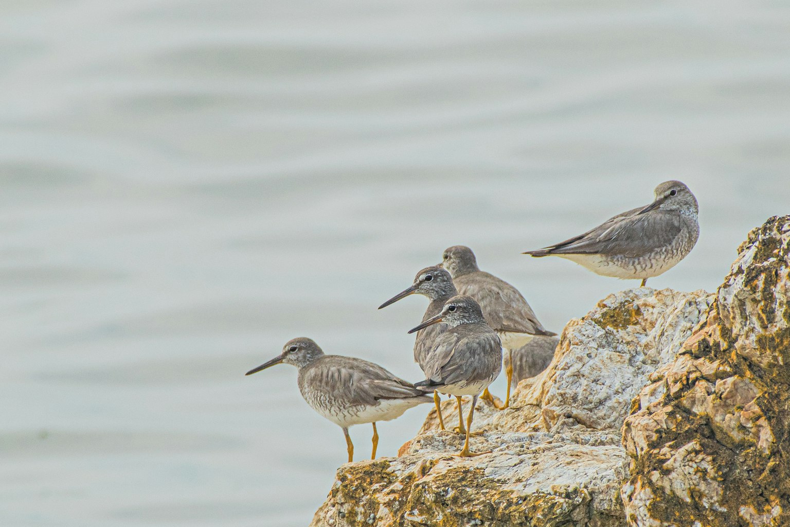 Lima burung pantai berdiri di atas batu di tepi air