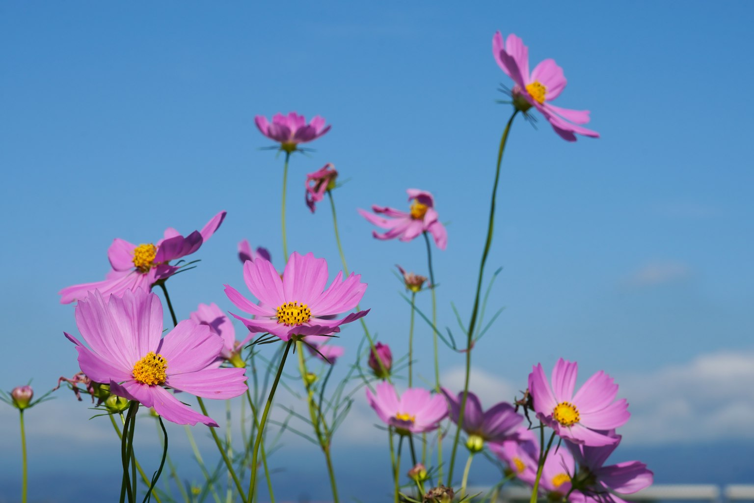 Bunga cosmos pink mekar di bawah langit biru