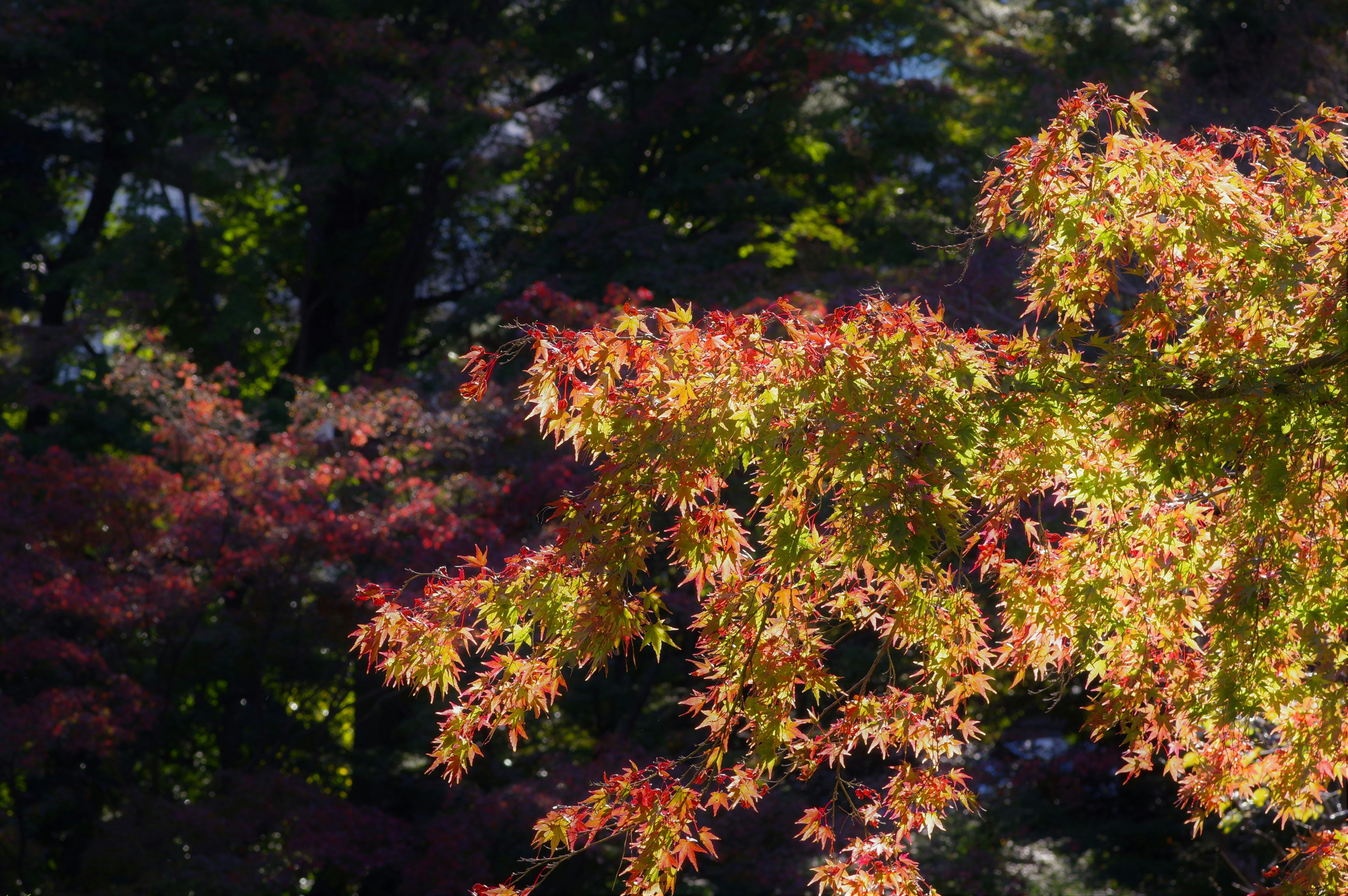 紅葉の枝が木々の間に広がる秋の風景
