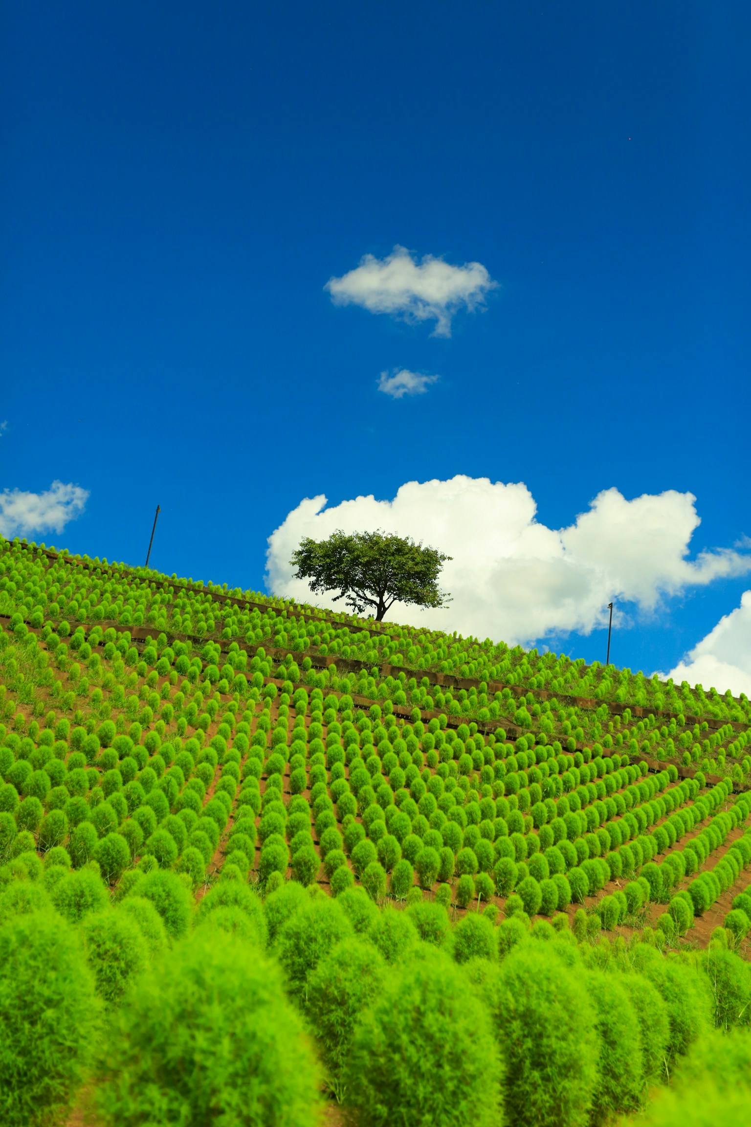 Un albero singolo su una collina verde sotto un cielo blu
