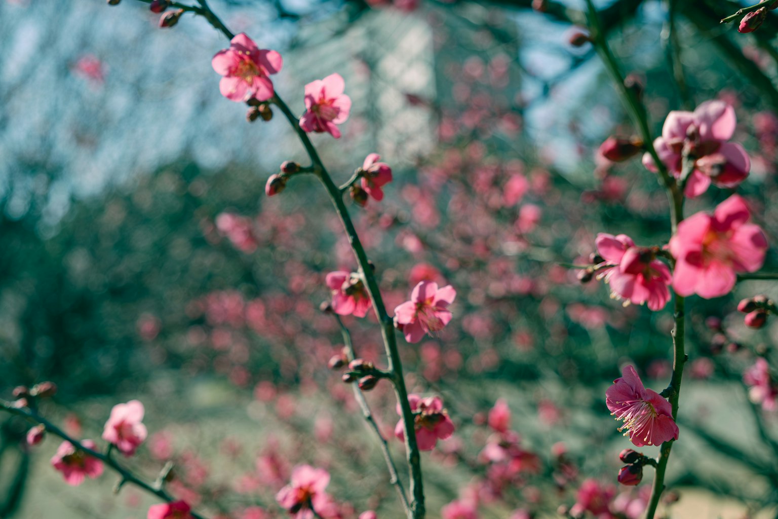 Gros plan sur des branches avec des fleurs roses évoquant une atmosphère printanière