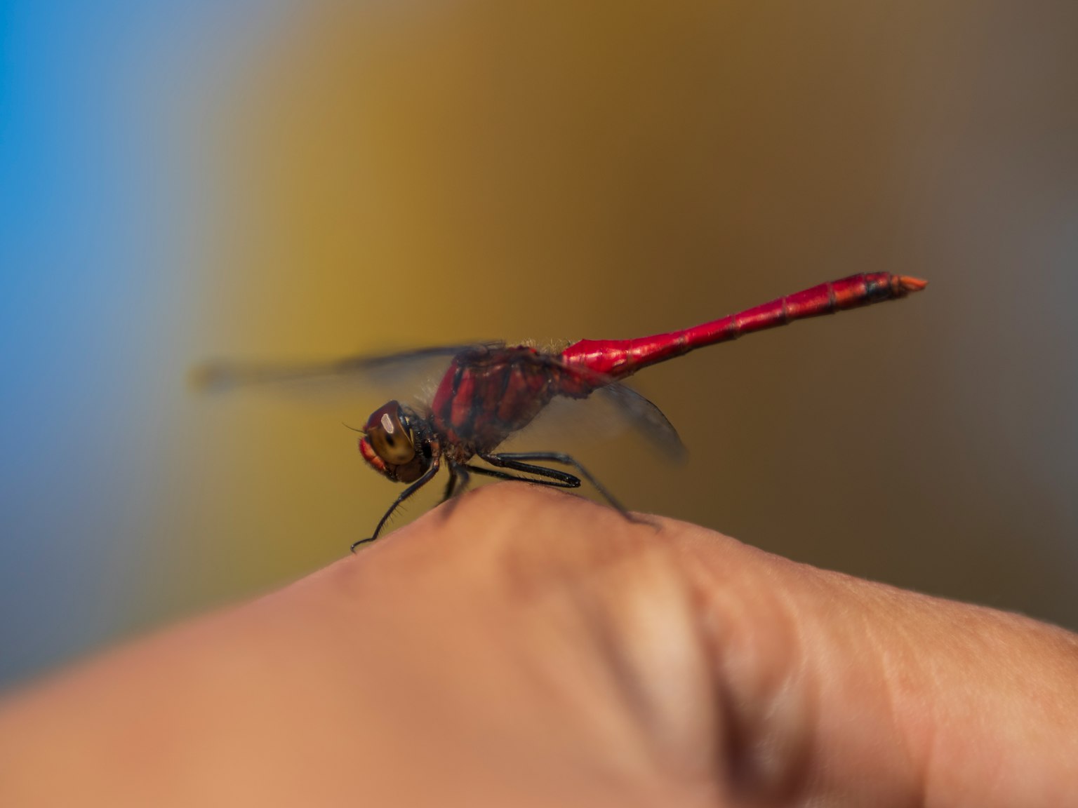 Une libellule rouge perchée sur un doigt