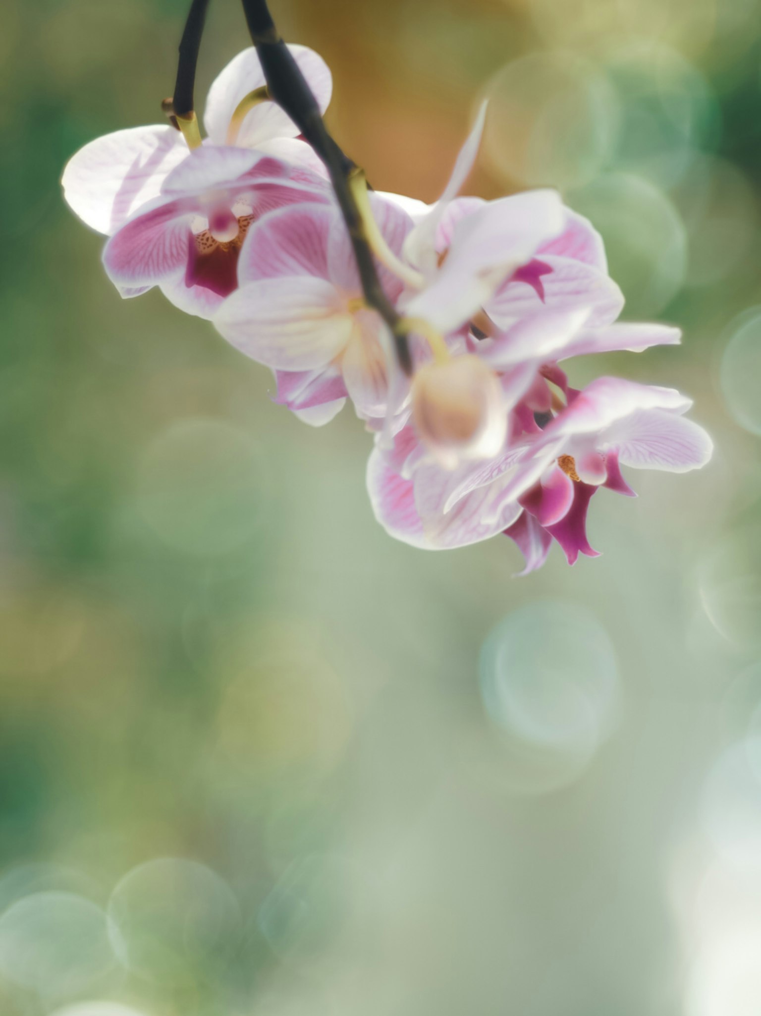 Delicate pink orchid flowers against a blurred background