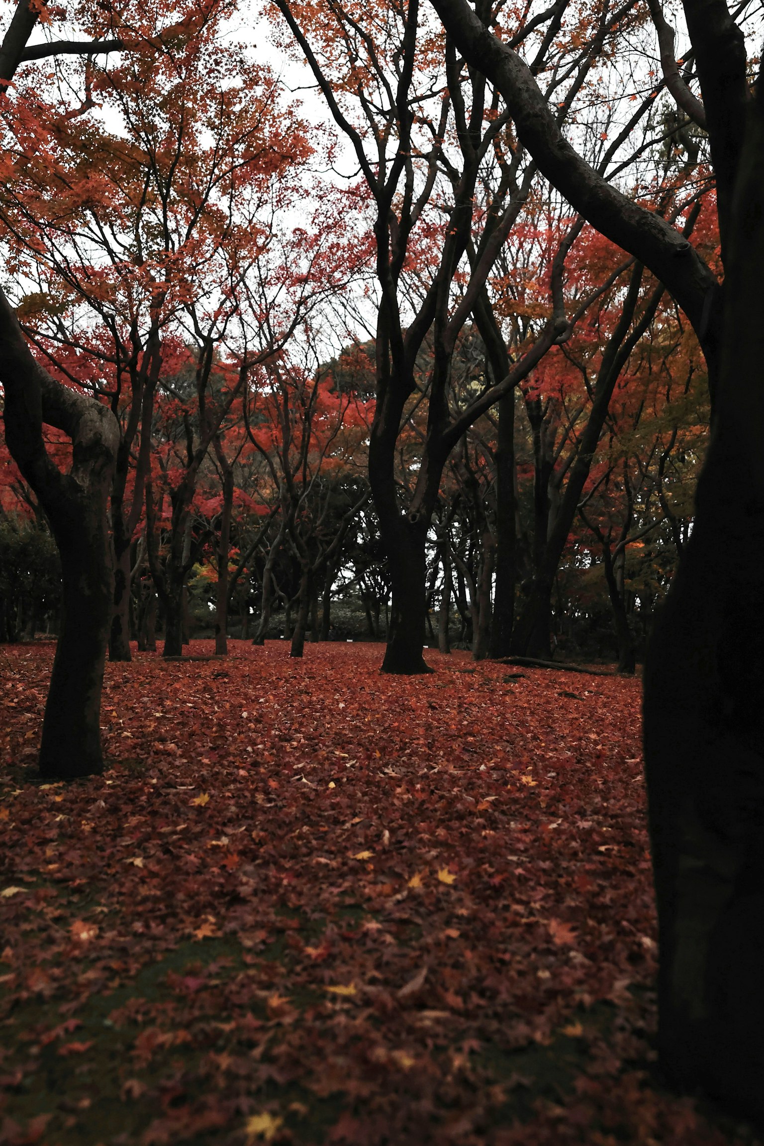 紅葉覆蓋地面的樹木風景