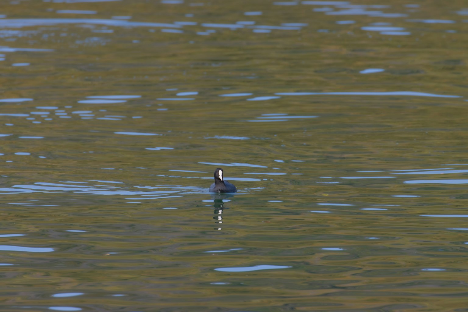 Un oiseau noir flottant à la surface de l'eau avec des reflets environnants