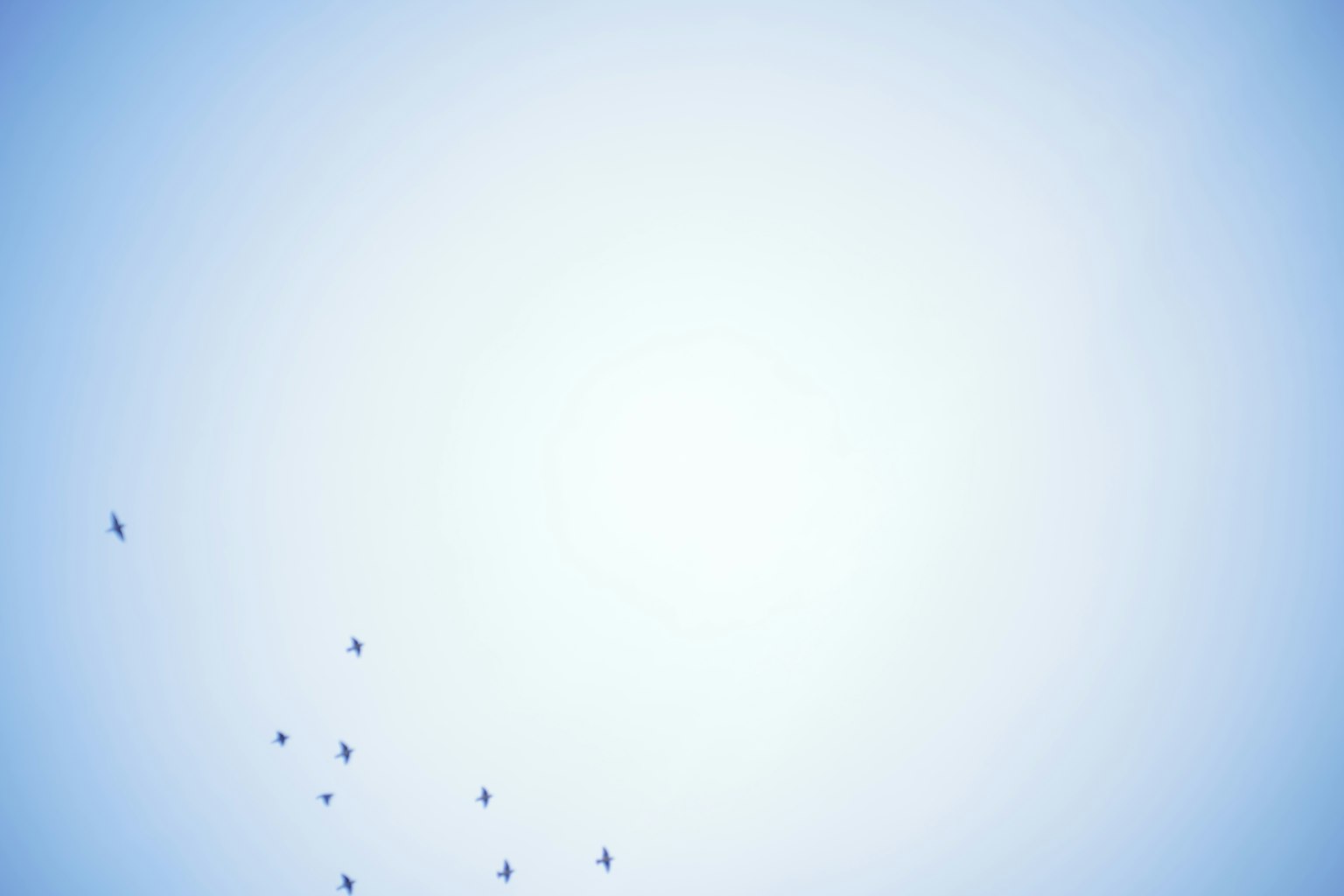A flock of small birds flying in a blue sky