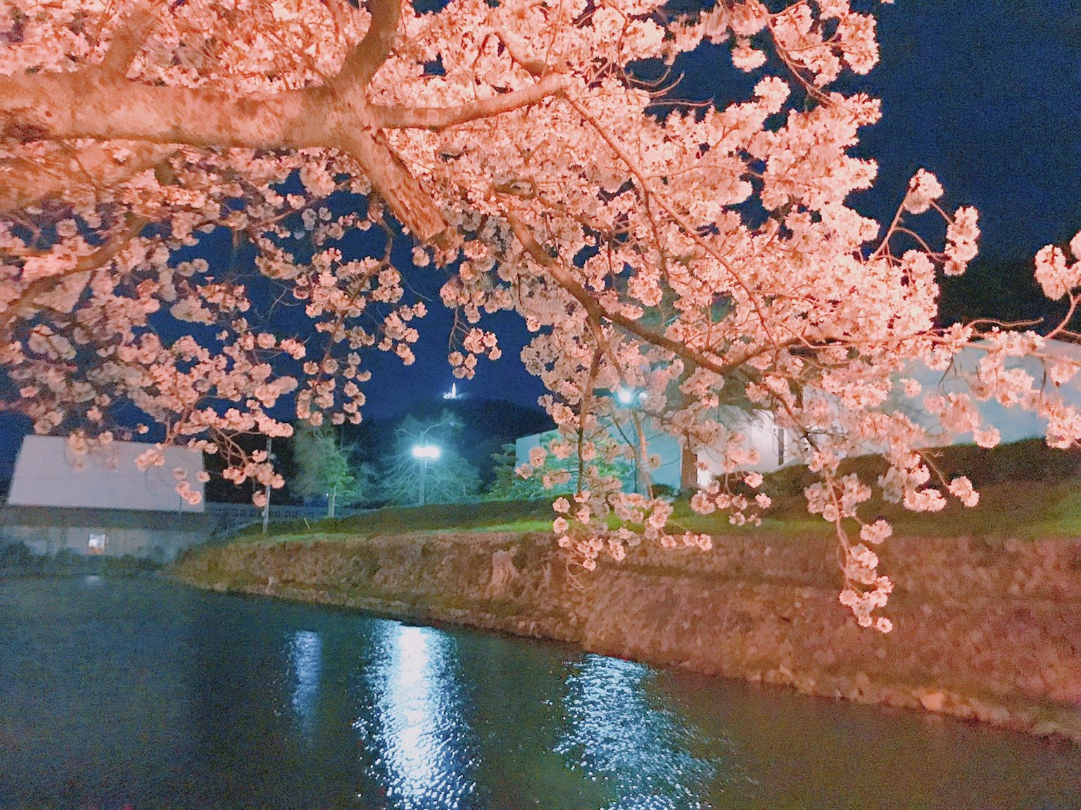 Bunga sakura di malam hari yang memantulkan di permukaan air tenang