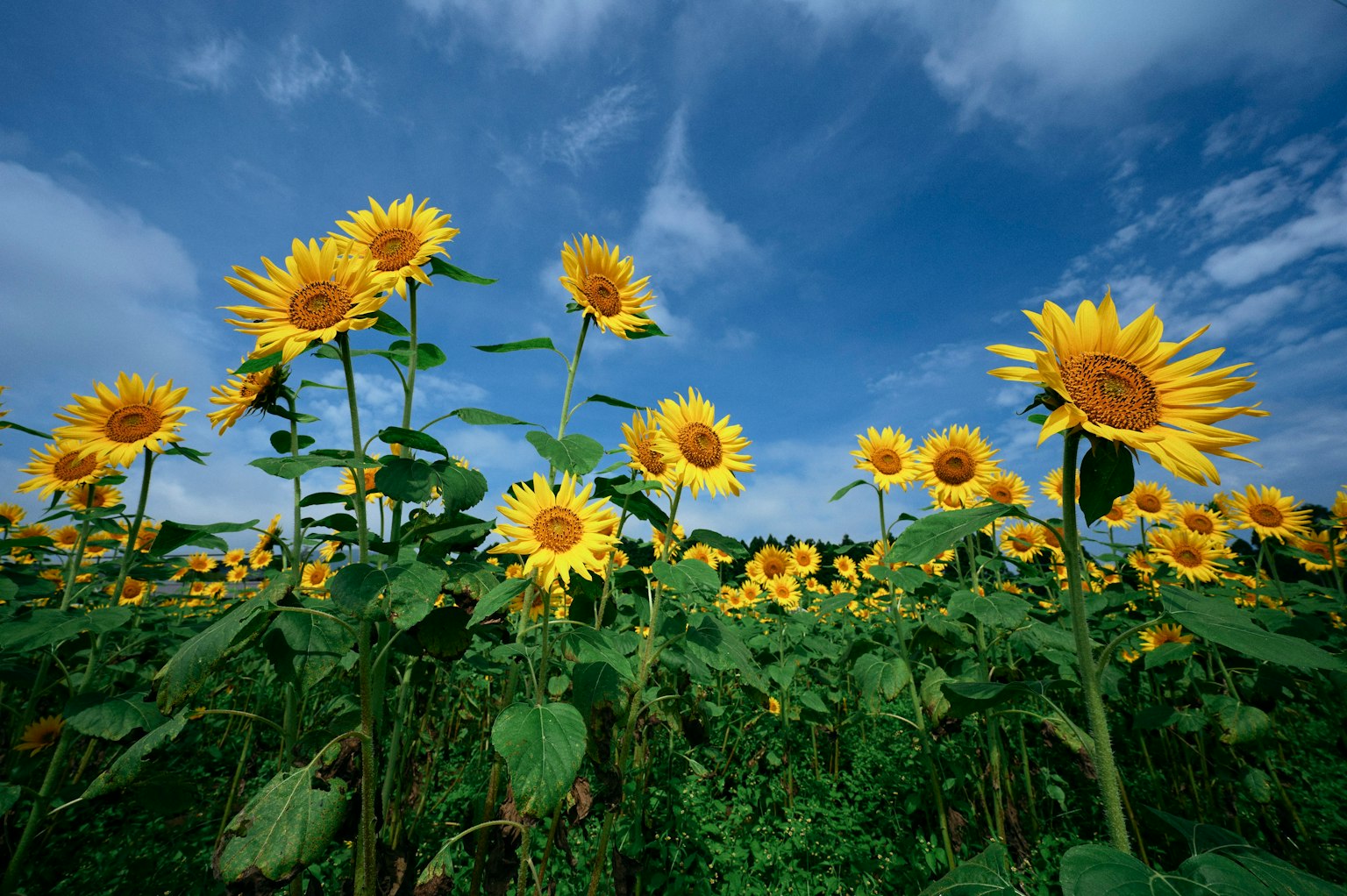 Field of sunflowers under a blue sky