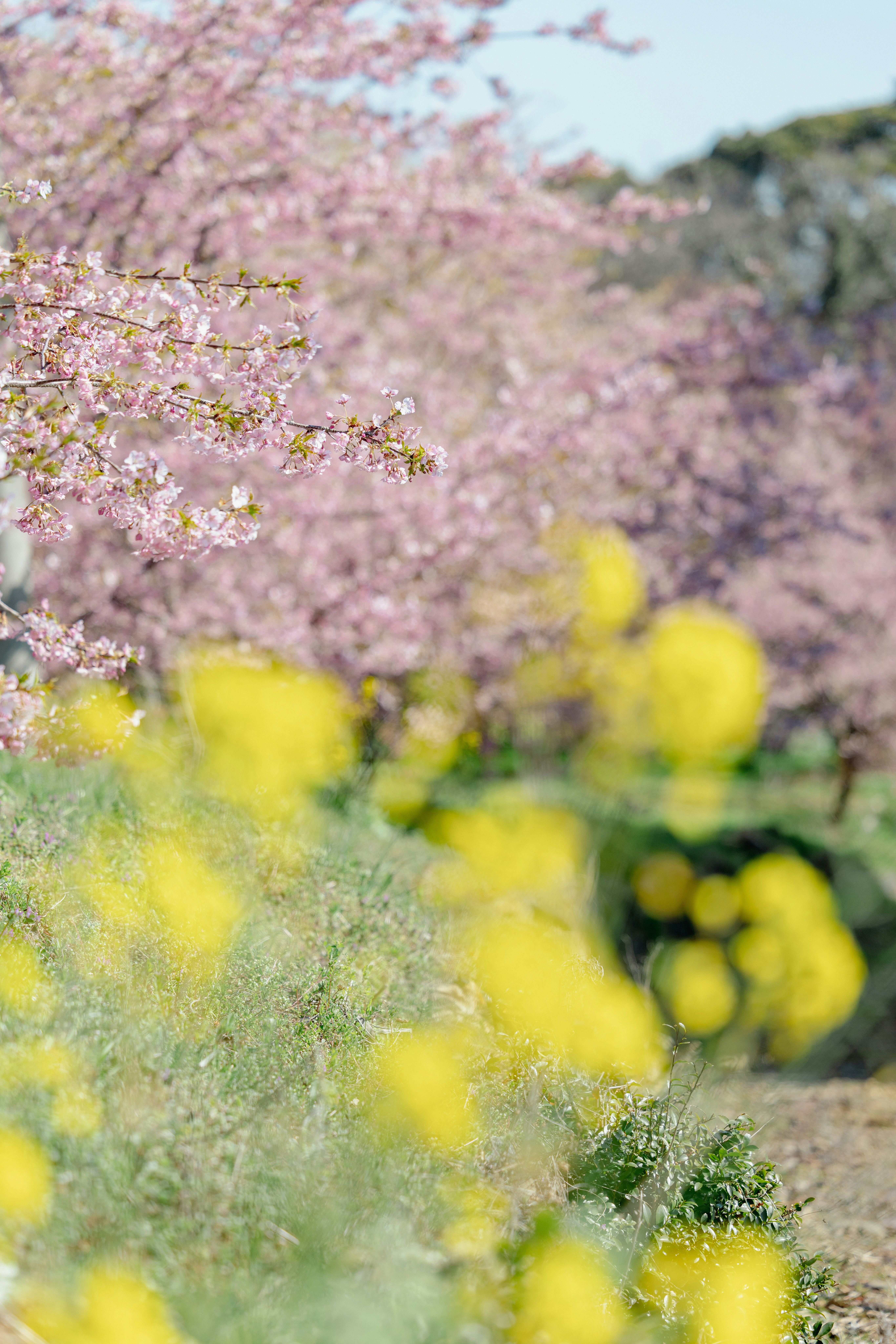 河津桜の並木とピンクの花景色