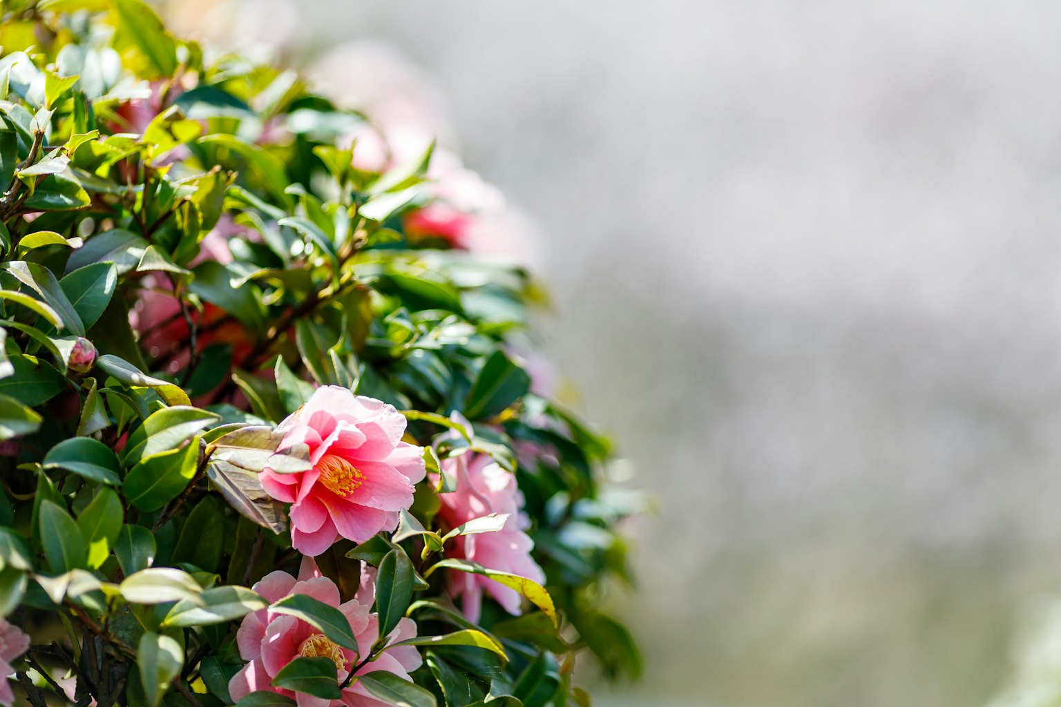 Close-up of a green plant with blooming pink flowers