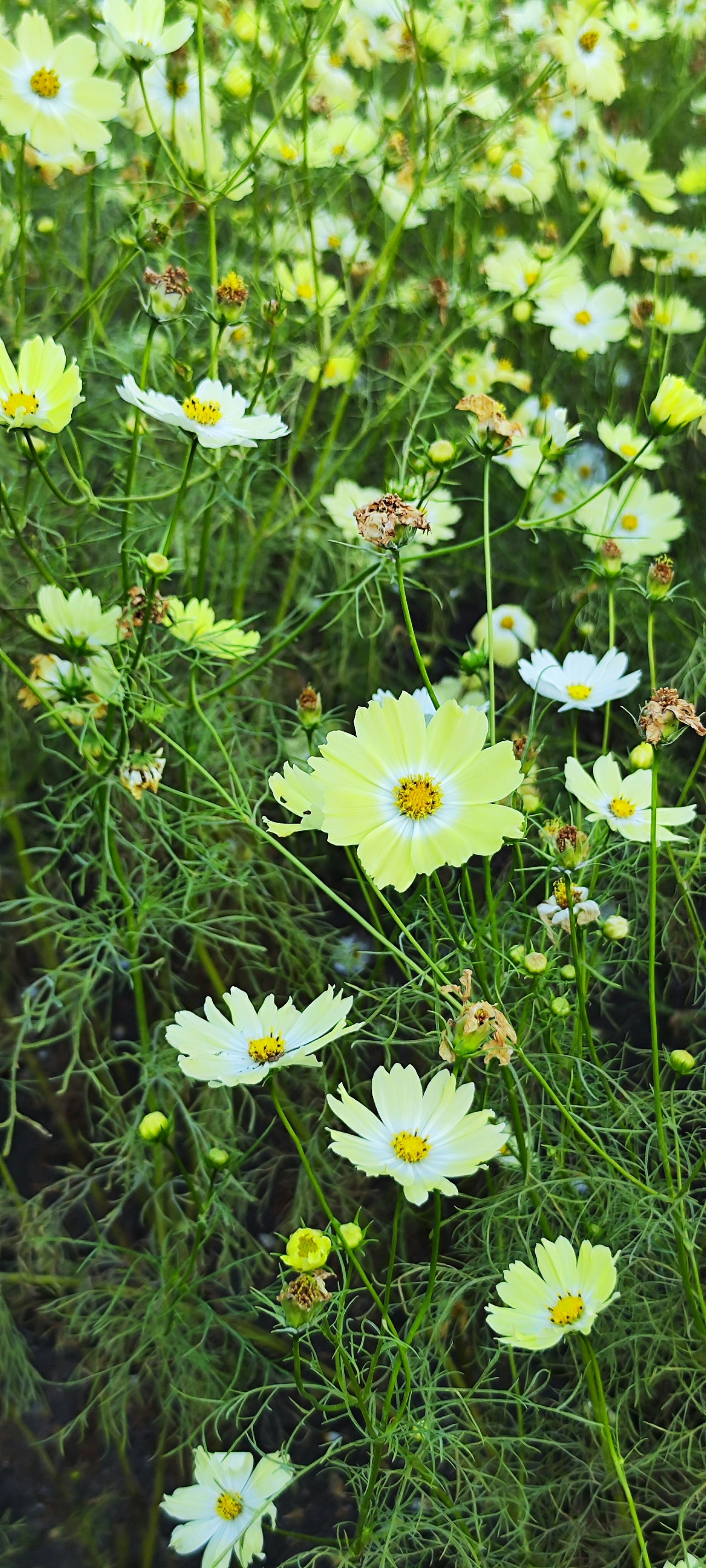Groupe de fleurs blanches fleurissant parmi l'herbe verte