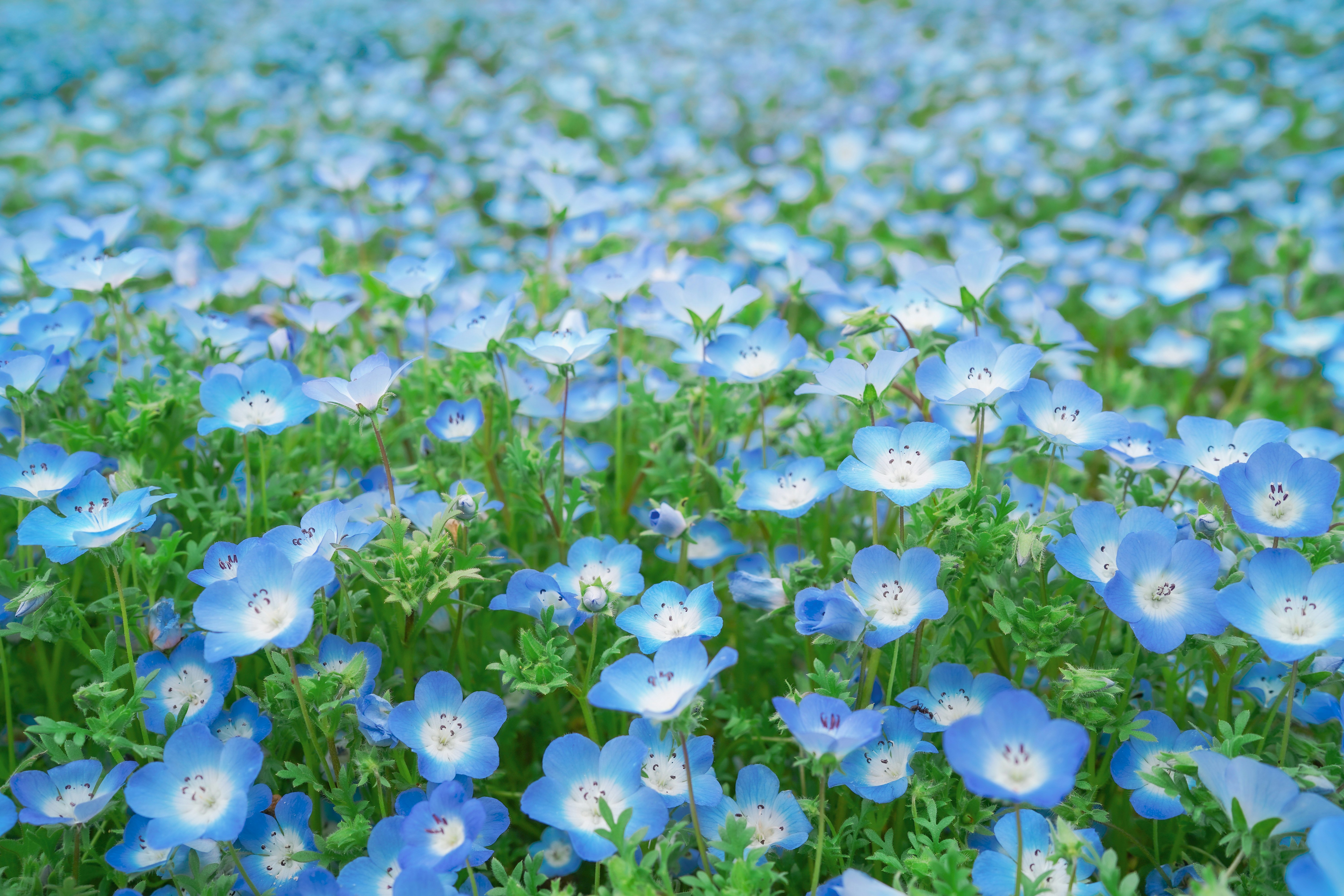 青い花が咲き乱れる草地の風景