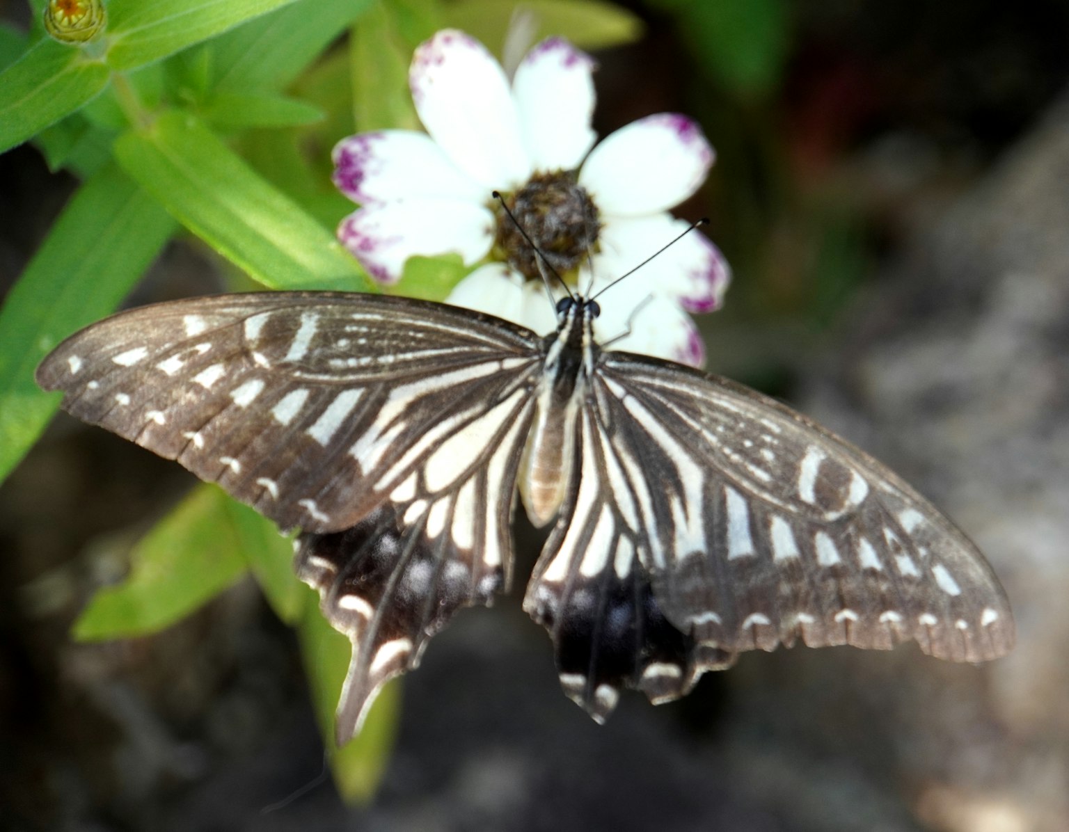 Una farfalla che si posa su un fiore bianco